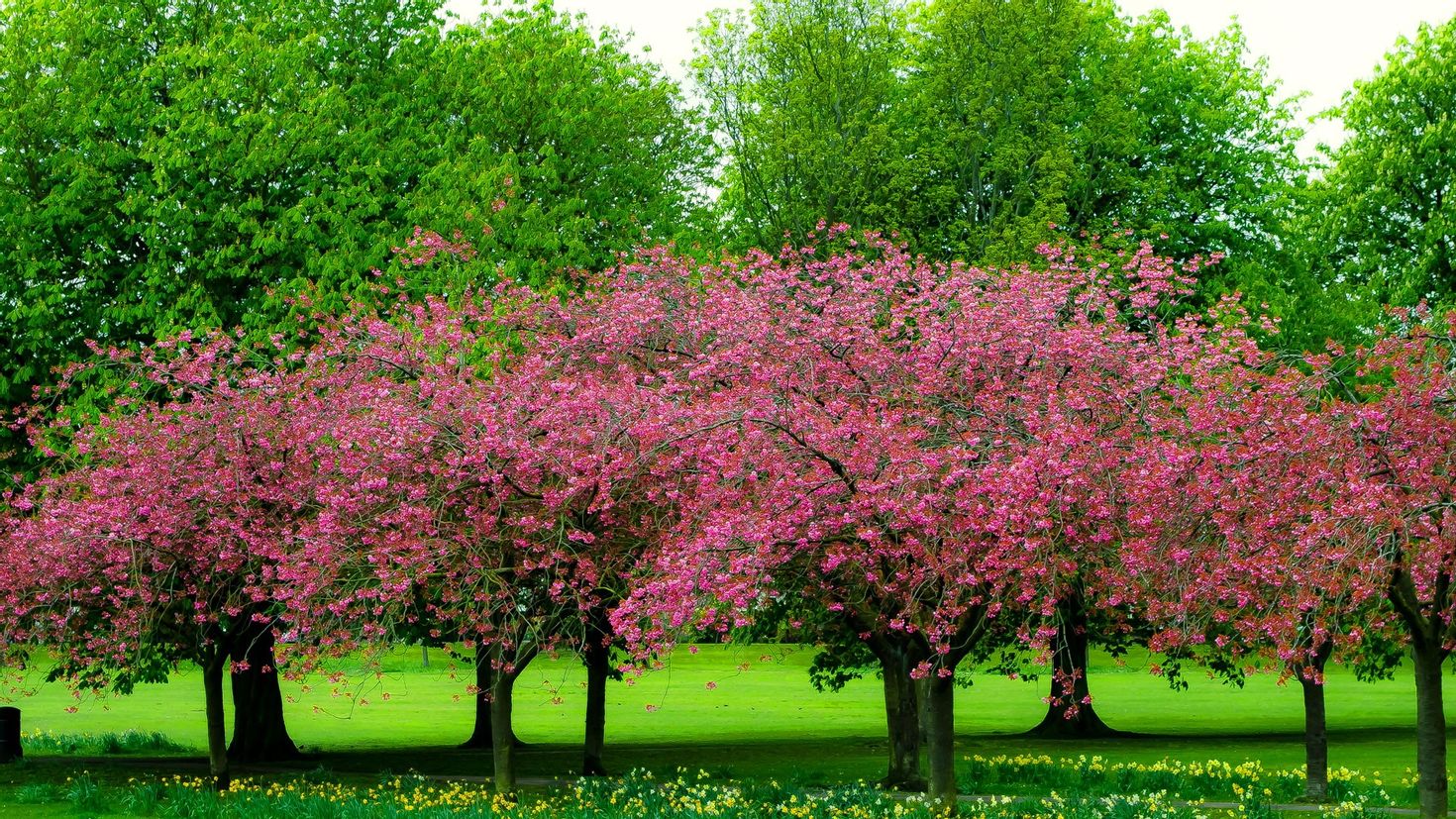 Spring tree. Сакура кустарник. Деревья весной. Весенние деревья и кусты. Кусты весной.