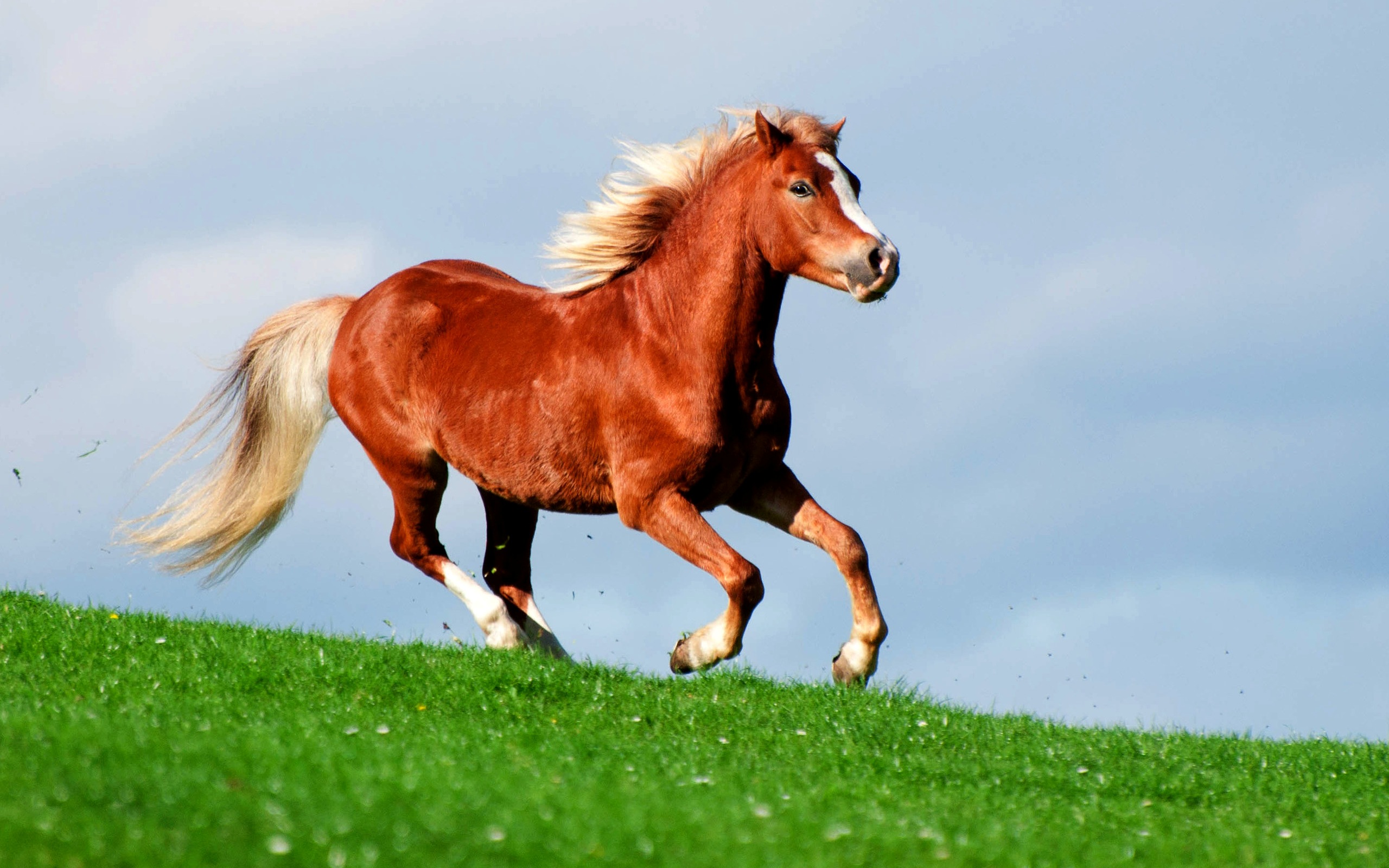 Рыже черная лошадь. Лошадки. Коричневая лошадь. Рыжая лошадь. Конь скачет.
