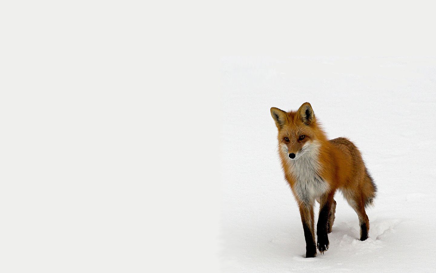 222008 免費下載壁紙 动物, 狐狸 屏保和圖片