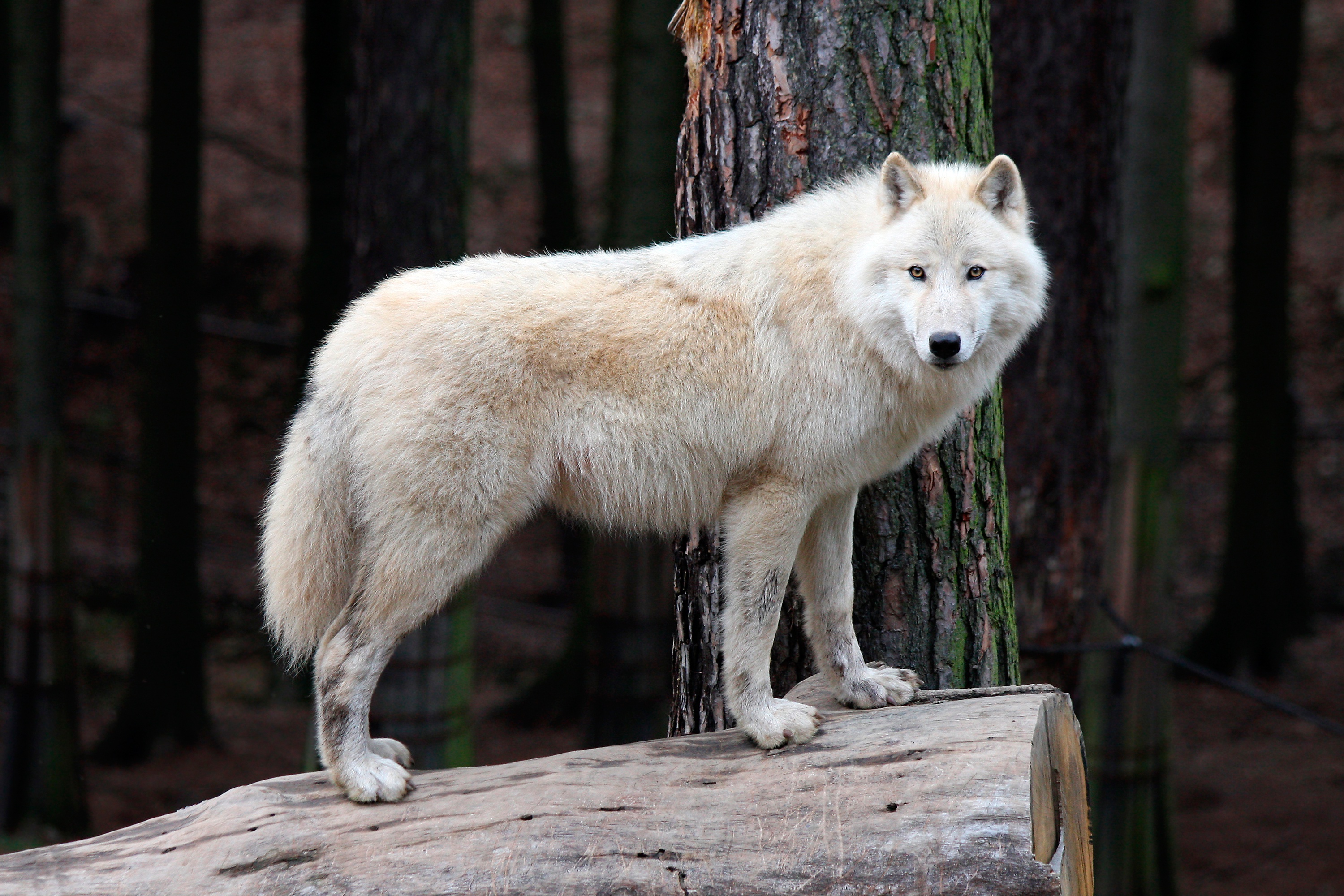 431675 baixar papel de parede animais, lobo, lobo branco, lobos - protetores de tela e imagens gratuitamente