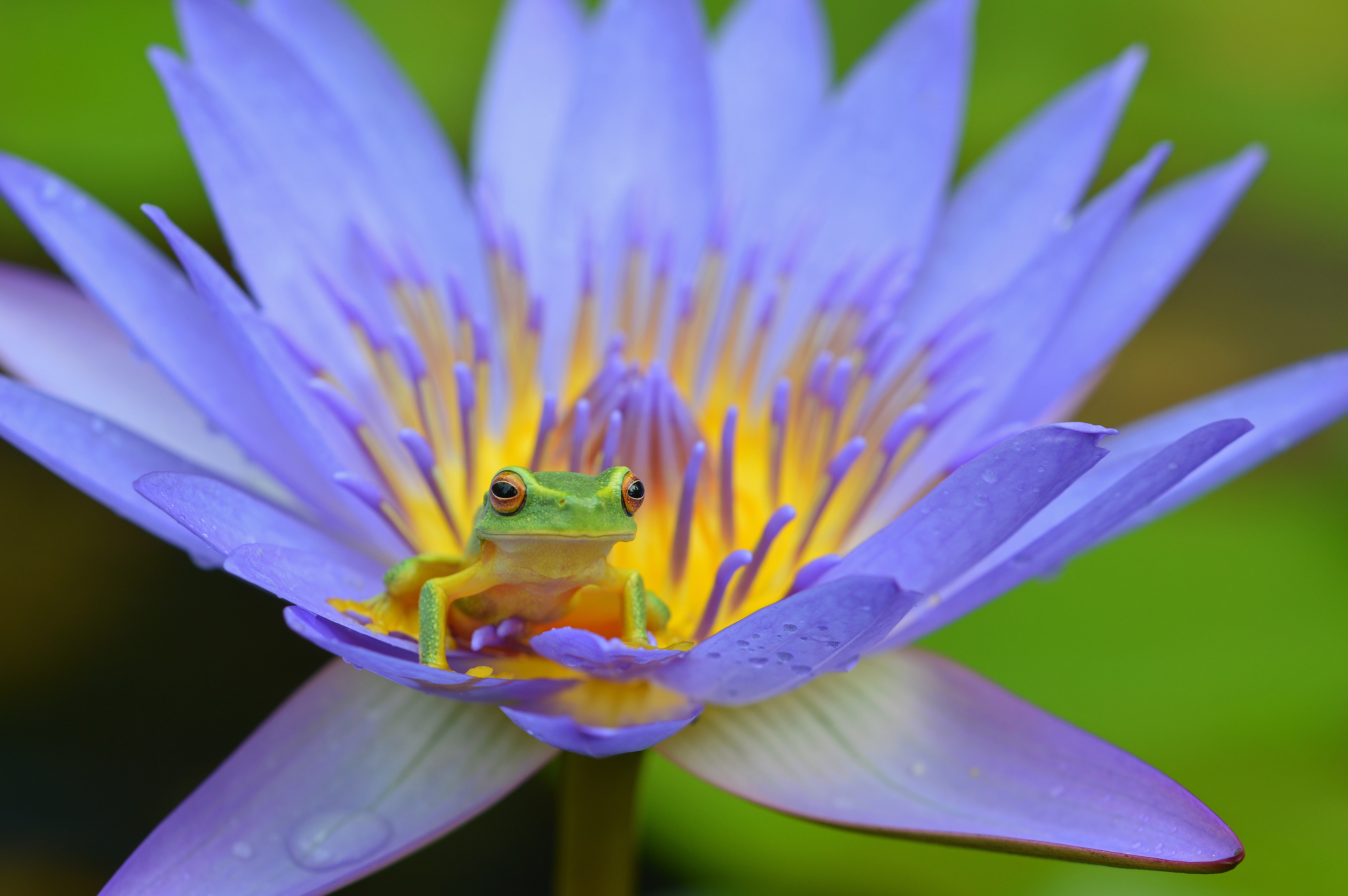 Download mobile wallpaper Frog, Amphibian, Animals, Lotus for free.