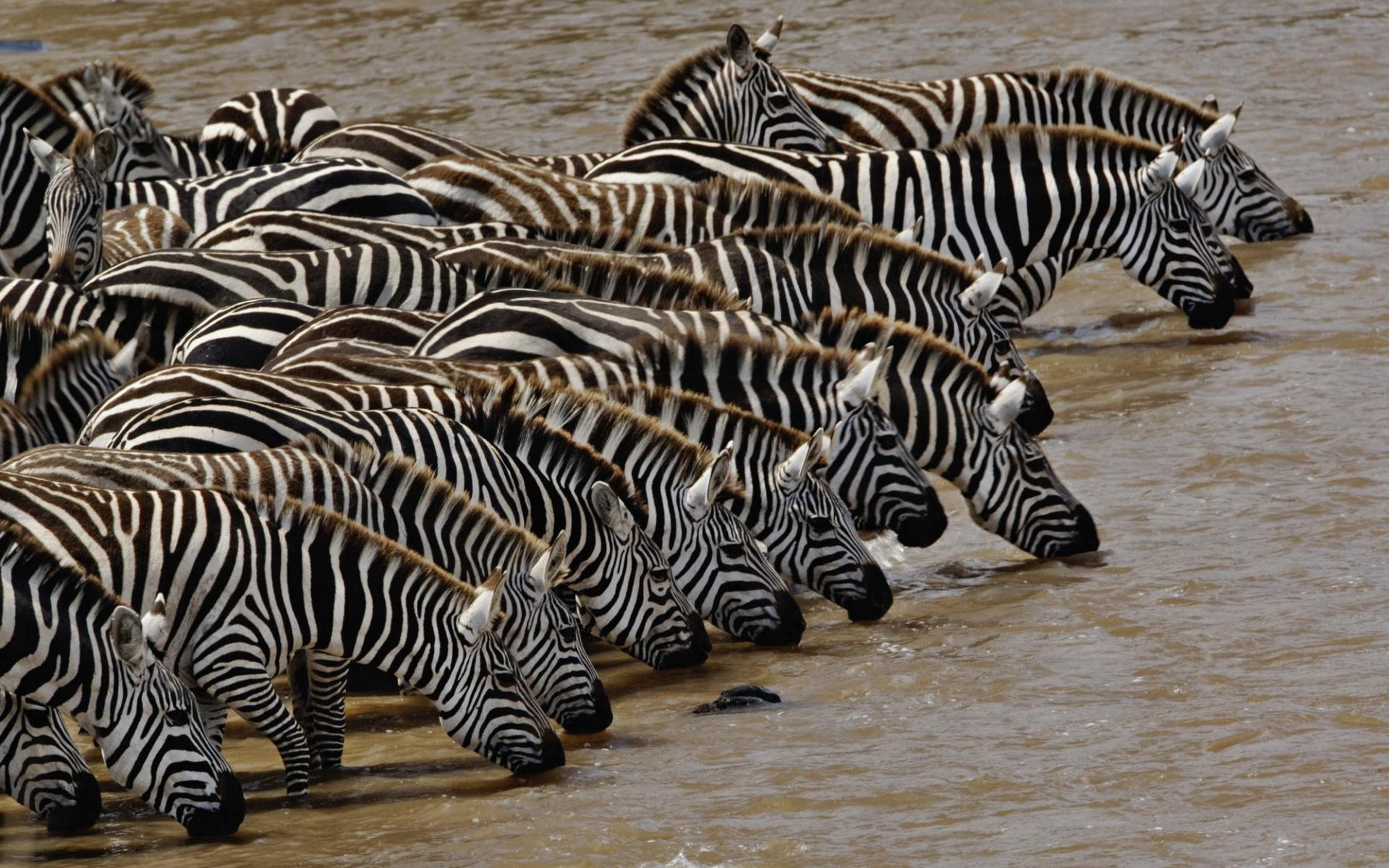 598451 baixar papel de parede animais, zebra - protetores de tela e imagens gratuitamente