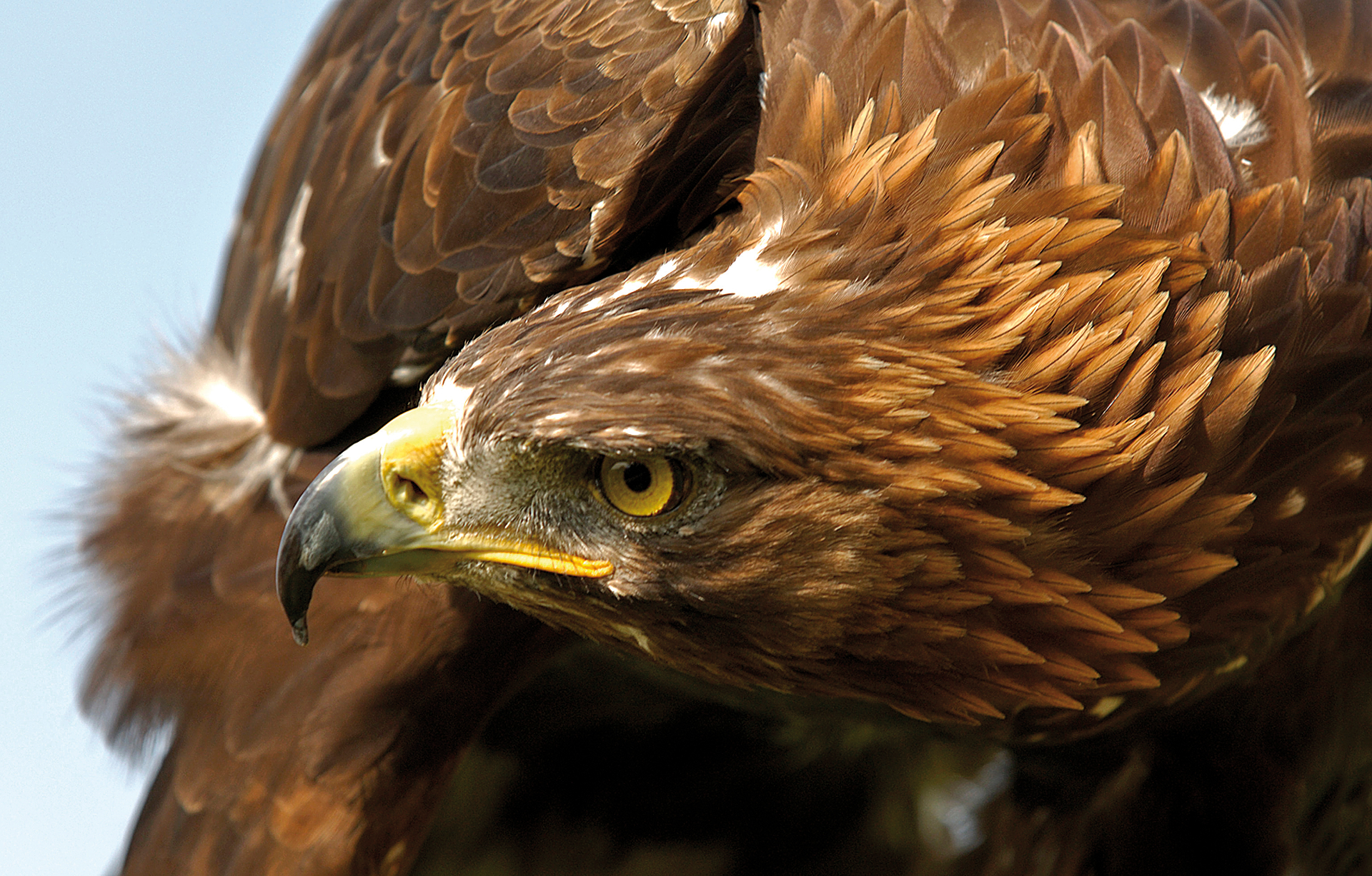 Free HD golden eagle, eagle, animal, bird, birds