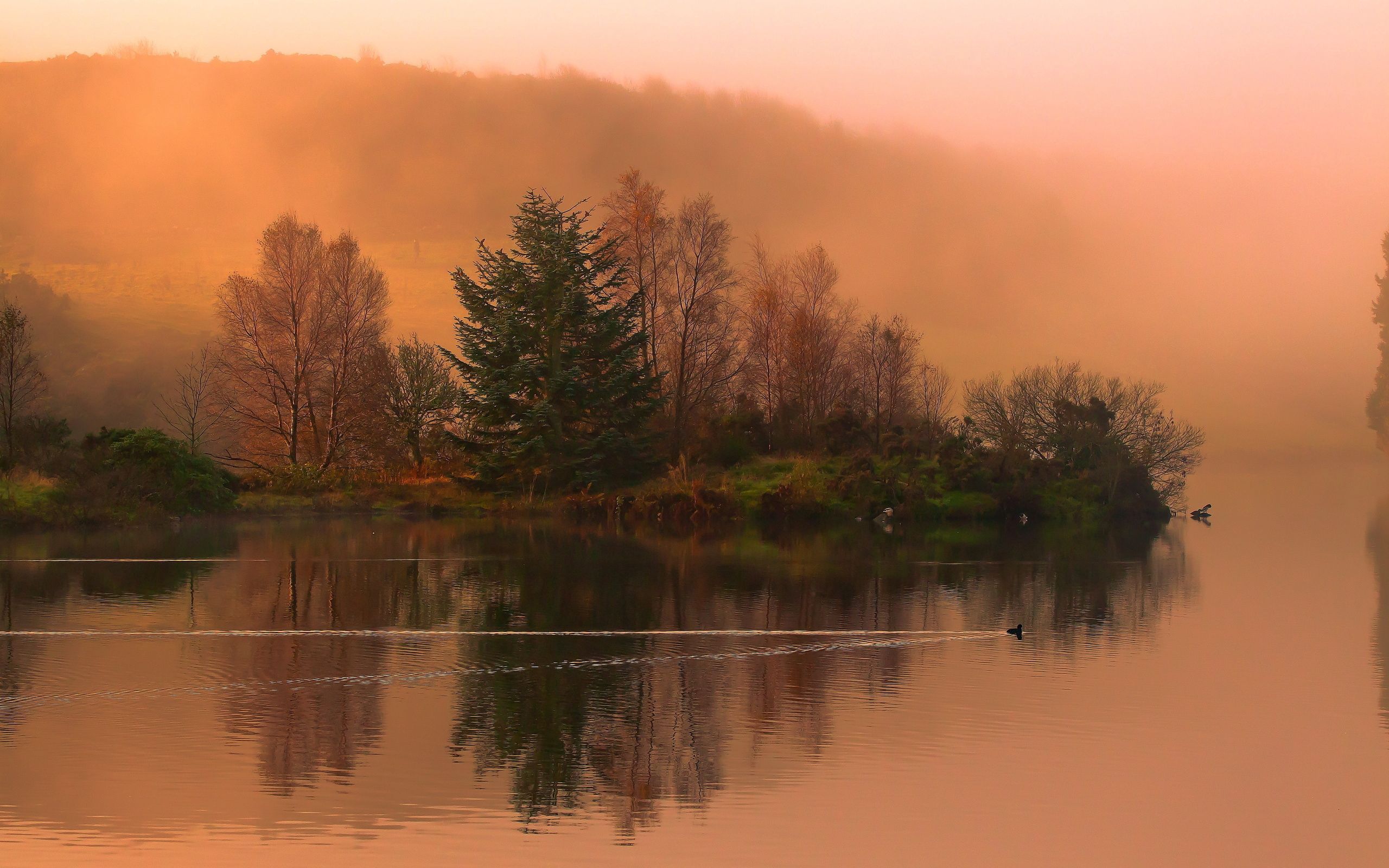 cool, duck, nature, trace, swimming, trees, dawn, lake, fog, smooth, surface, morning, island, track, islet, coolness