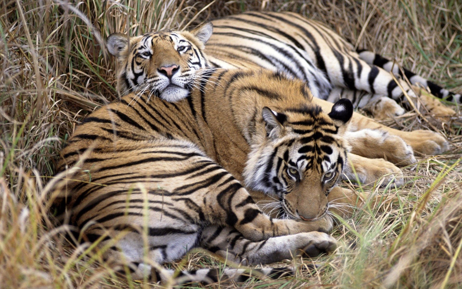 110549 Bild herunterladen tiere, grass, tigers, paar, sich hinlegen, liegen, pflege - Hintergrundbilder und Bildschirmschoner kostenlos