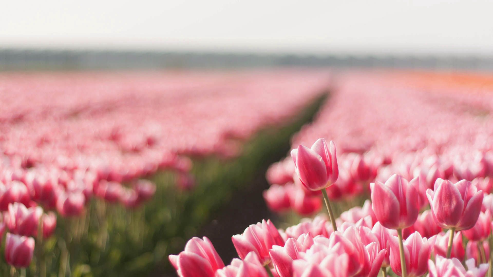 Laden Sie das Gestreift, Blumen, Pflanze, Tulpen, Feld-Bild kostenlos auf Ihren PC-Desktop herunter