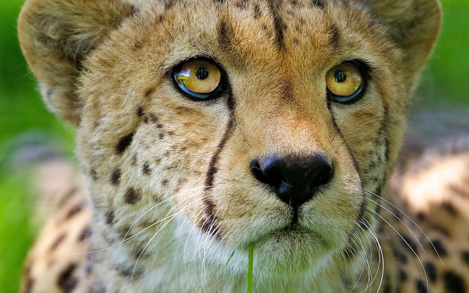 Free download wallpaper Cheetah, Young, Muzzle, Close Up, Joey, Nose, Animals on your PC desktop