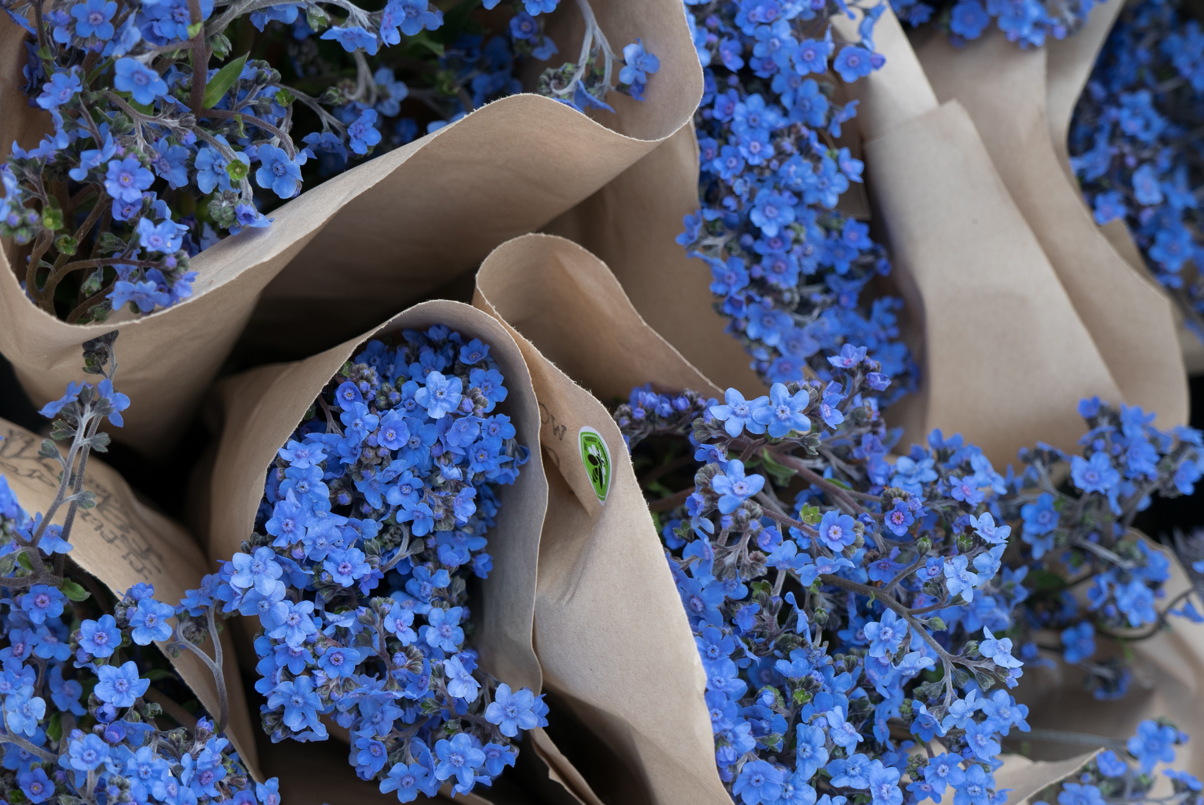 Free download wallpaper Flower, Man Made, Blue Flower on your PC desktop