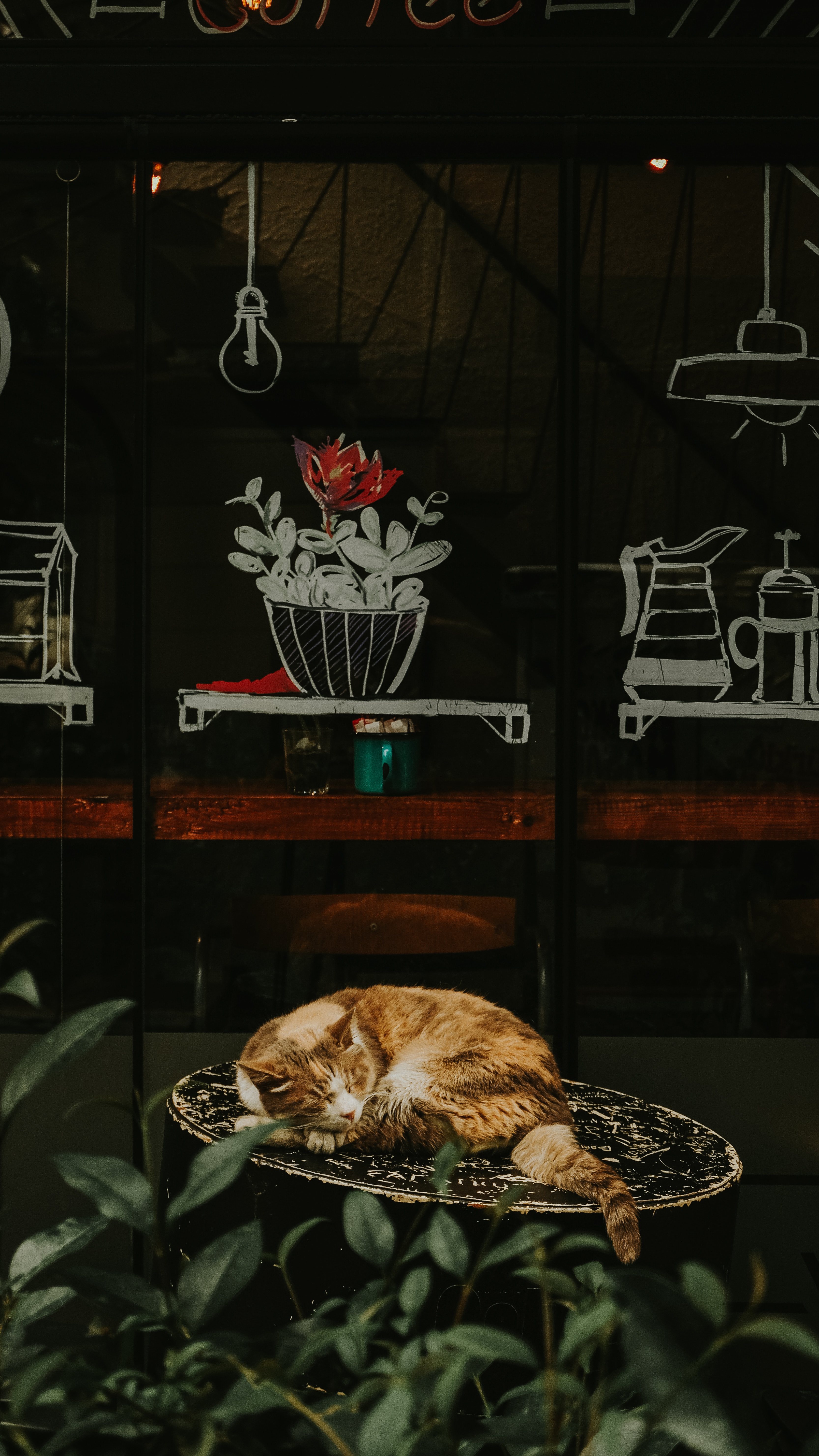 cat, animals, red, flower, chair, redhead, showcase, asleep, sleeps