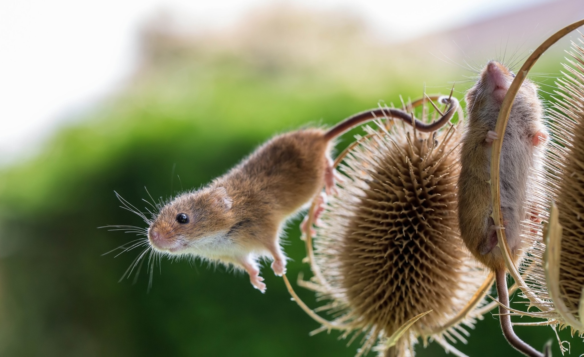 Мышонка растение