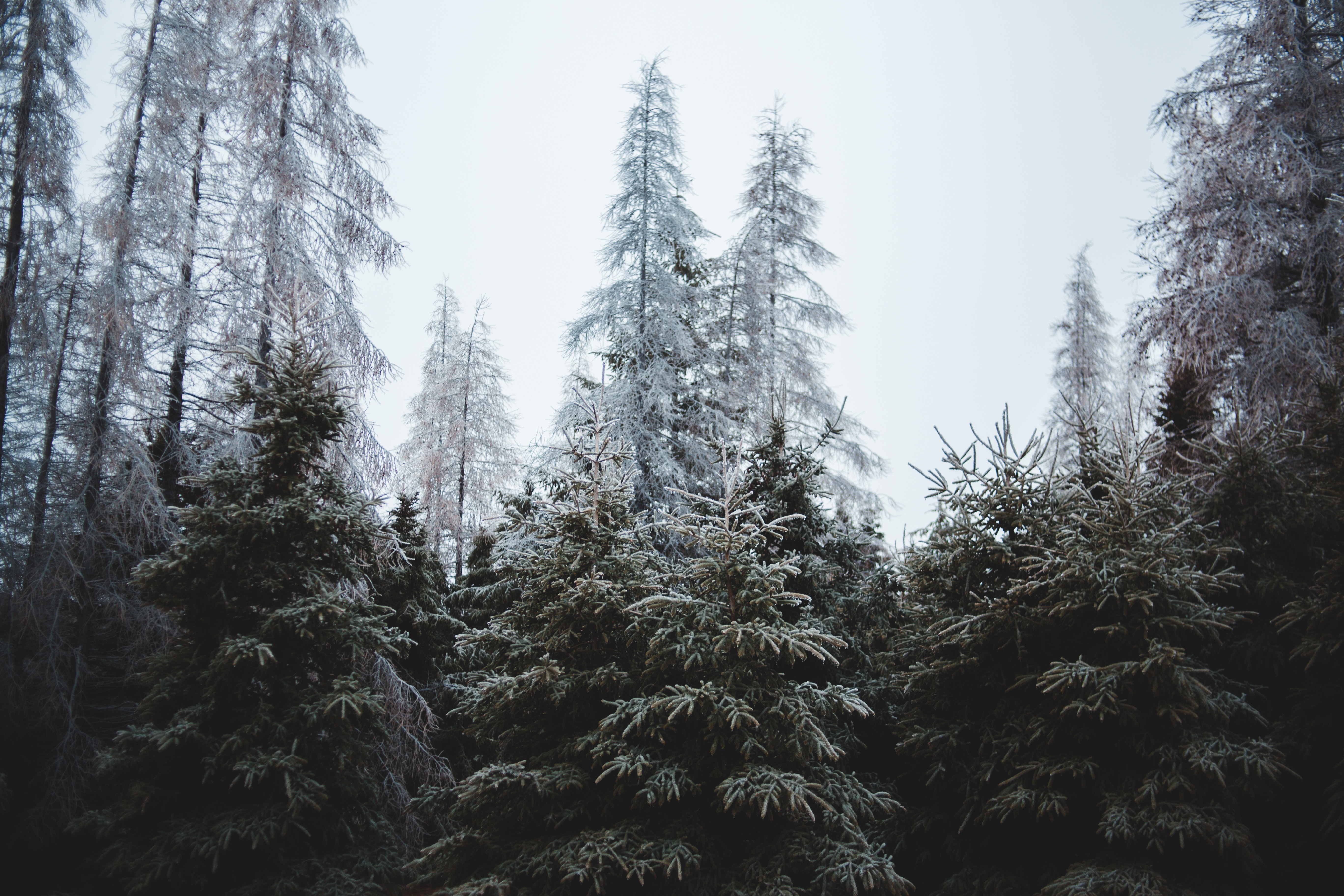nature, trees, pine, fir trees, coniferous, forest