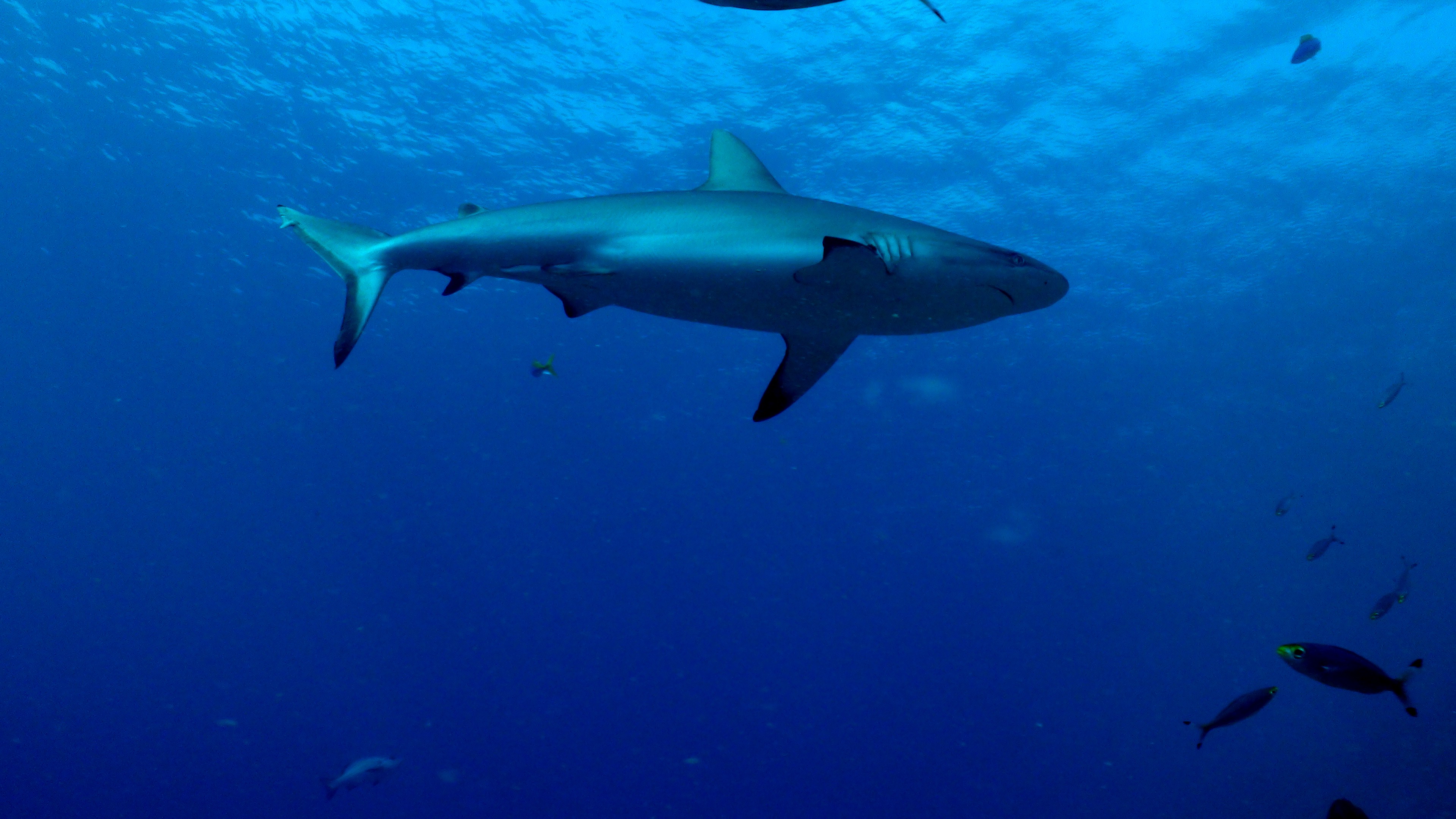 318931 baixar imagens animais, tubarão - papéis de parede e protetores de tela gratuitamente