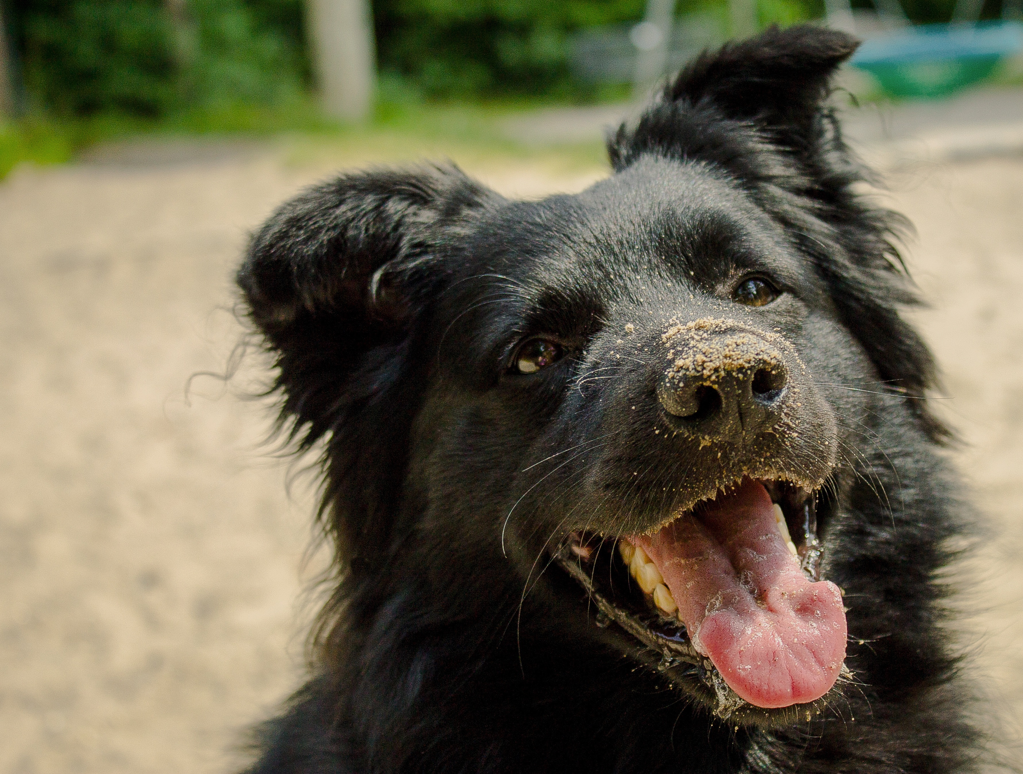 animals, sand, dog, muzzle, tongue stuck out, protruding tongue, playful download HD wallpaper