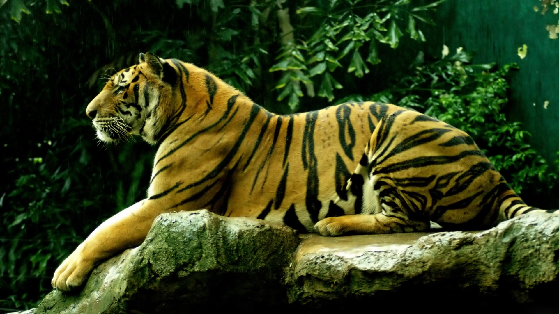 1501813 télécharger le fond d'écran animaux, tigre, tigre de sibérie - économiseurs d'écran et images gratuitement