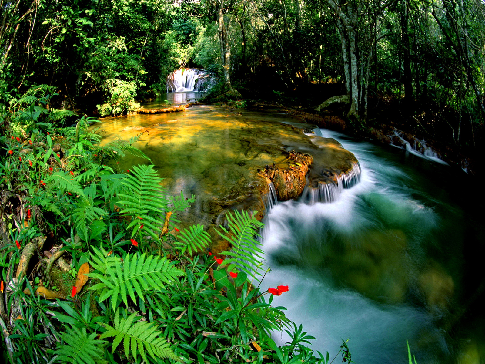 244238 descargar imagen tierra/naturaleza, jungla: fondos de pantalla y protectores de pantalla gratis