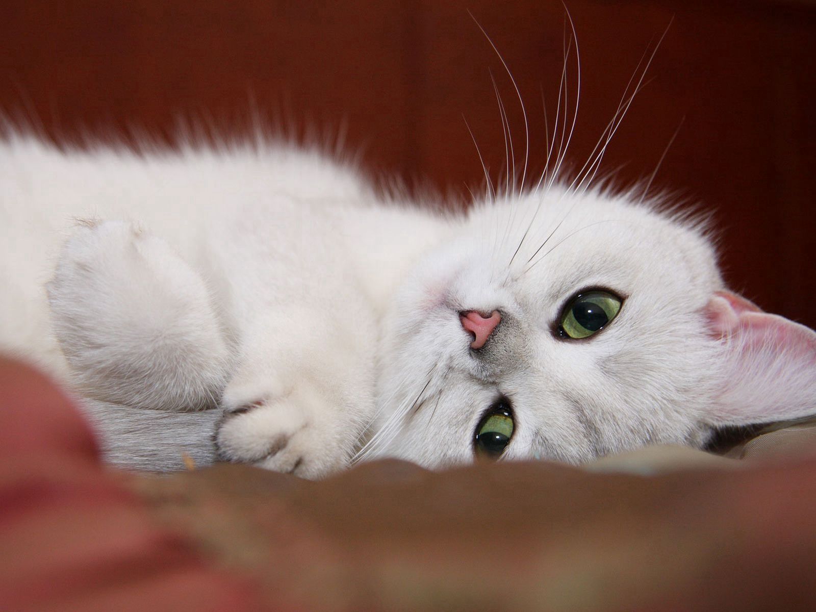 Кошка белая с зелеными глазами спит