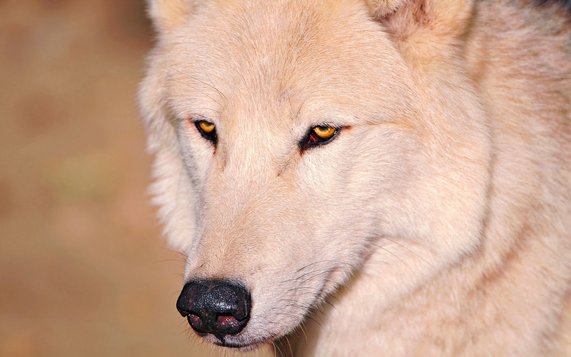 Download mobile wallpaper Nose, Animals, Eyes, Wolf for free.