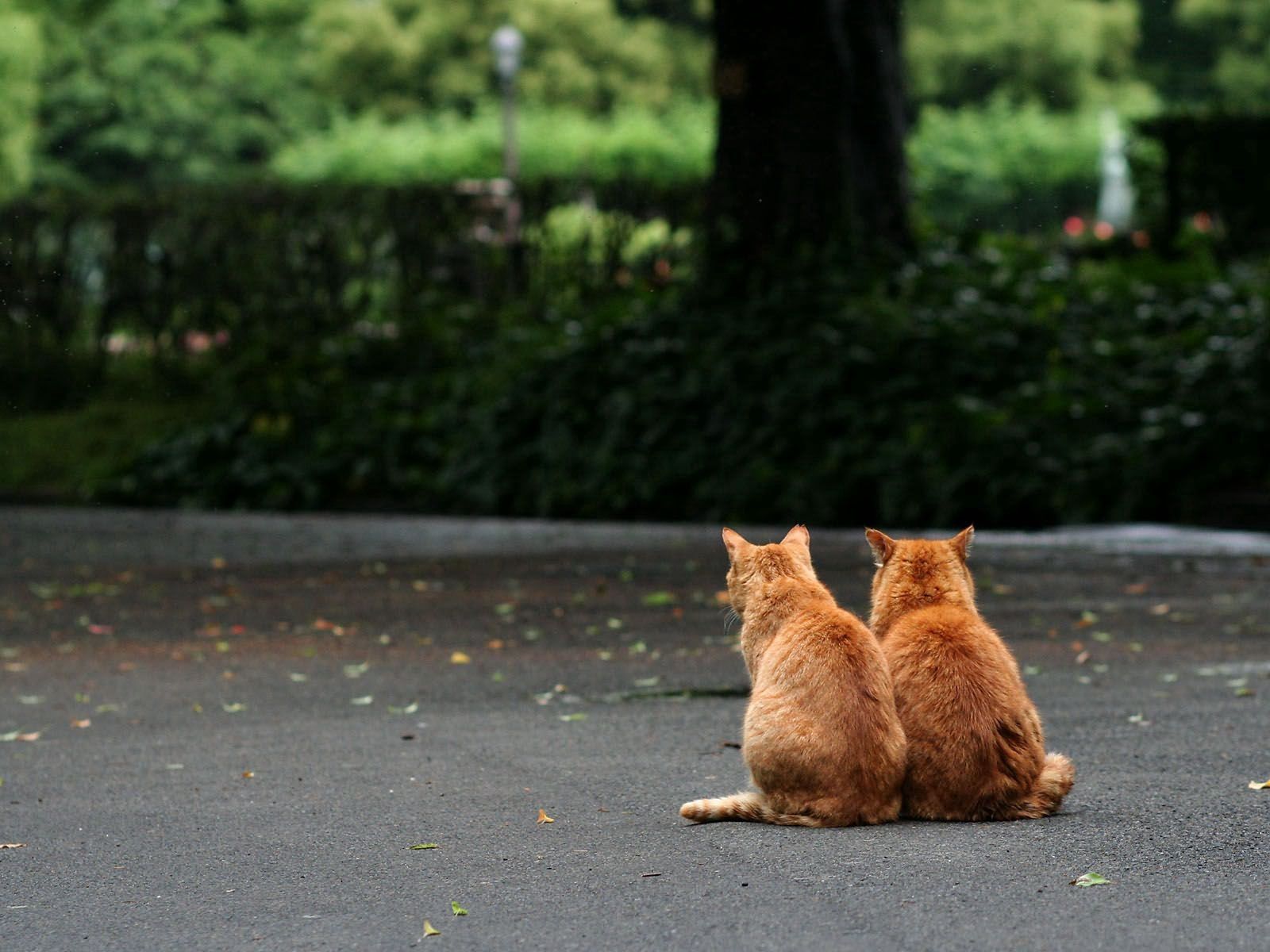 Download mobile wallpaper Sit, Animals, Cats, Pair, Couple for free.