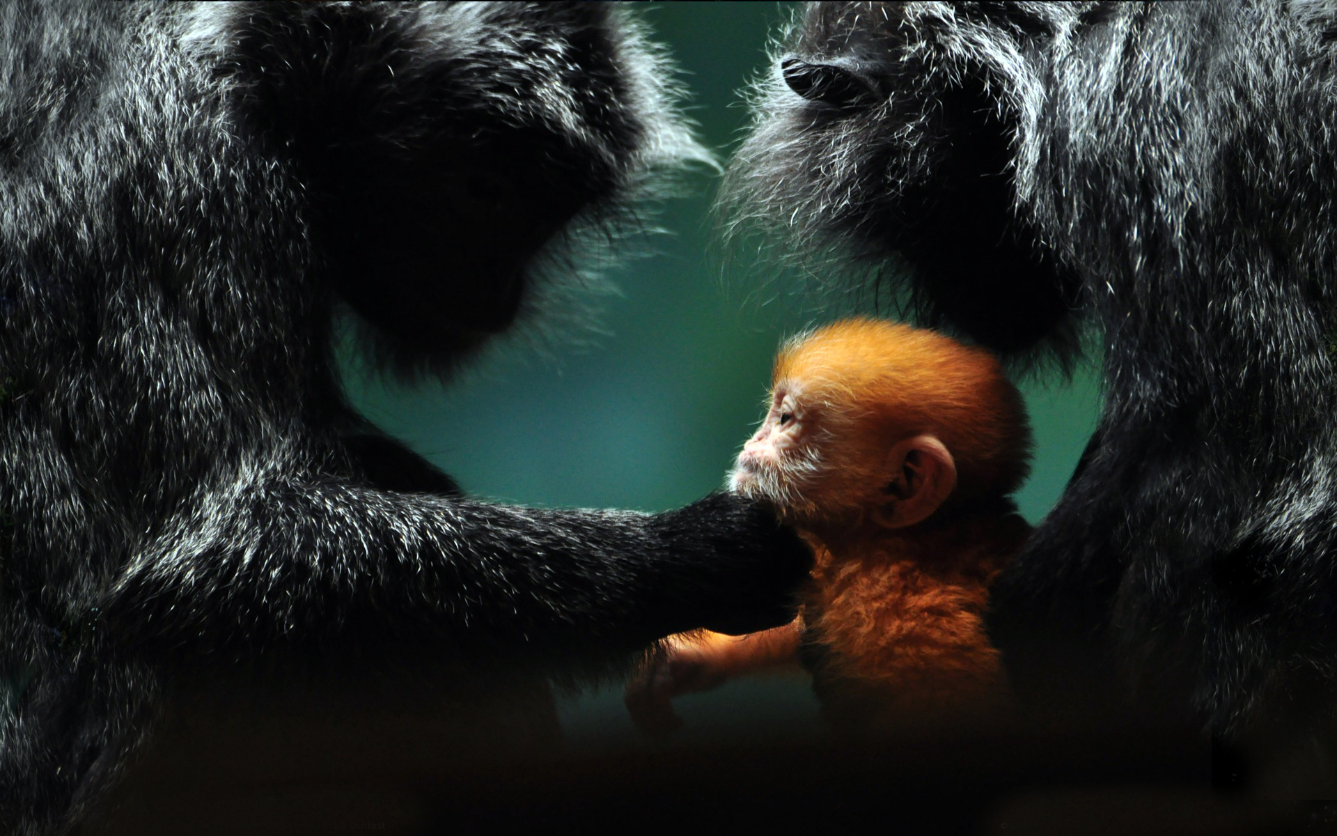 312813 免費下載壁紙 动物, 猴子, 可爱 屏保和圖片
