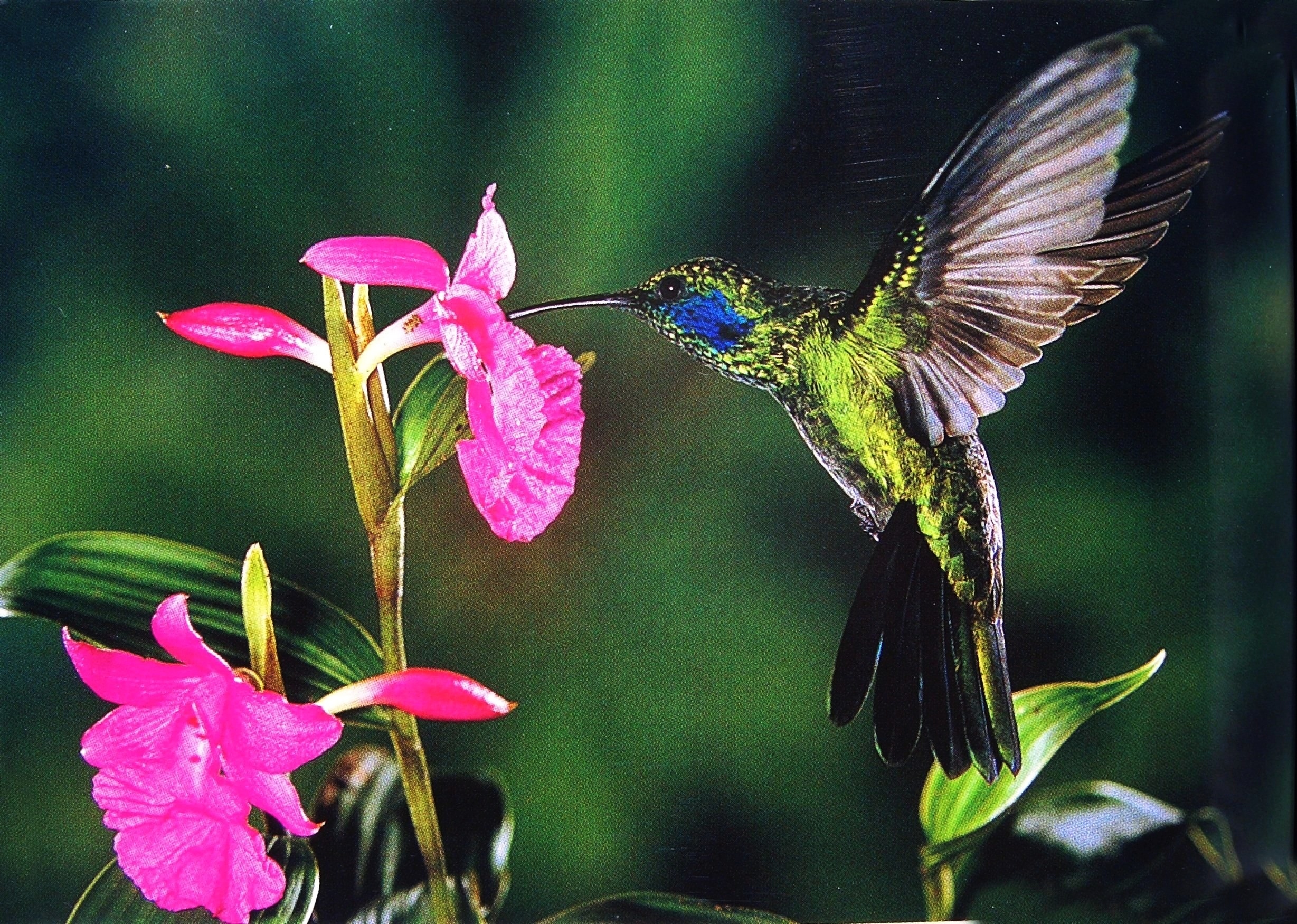 hummingbird, birds, animal