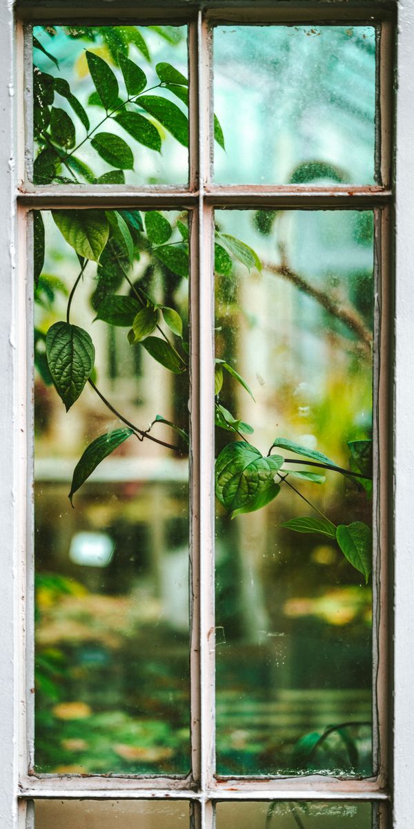 Обои на телефон окно. У окна. Окно в природу. Деревья за окном.