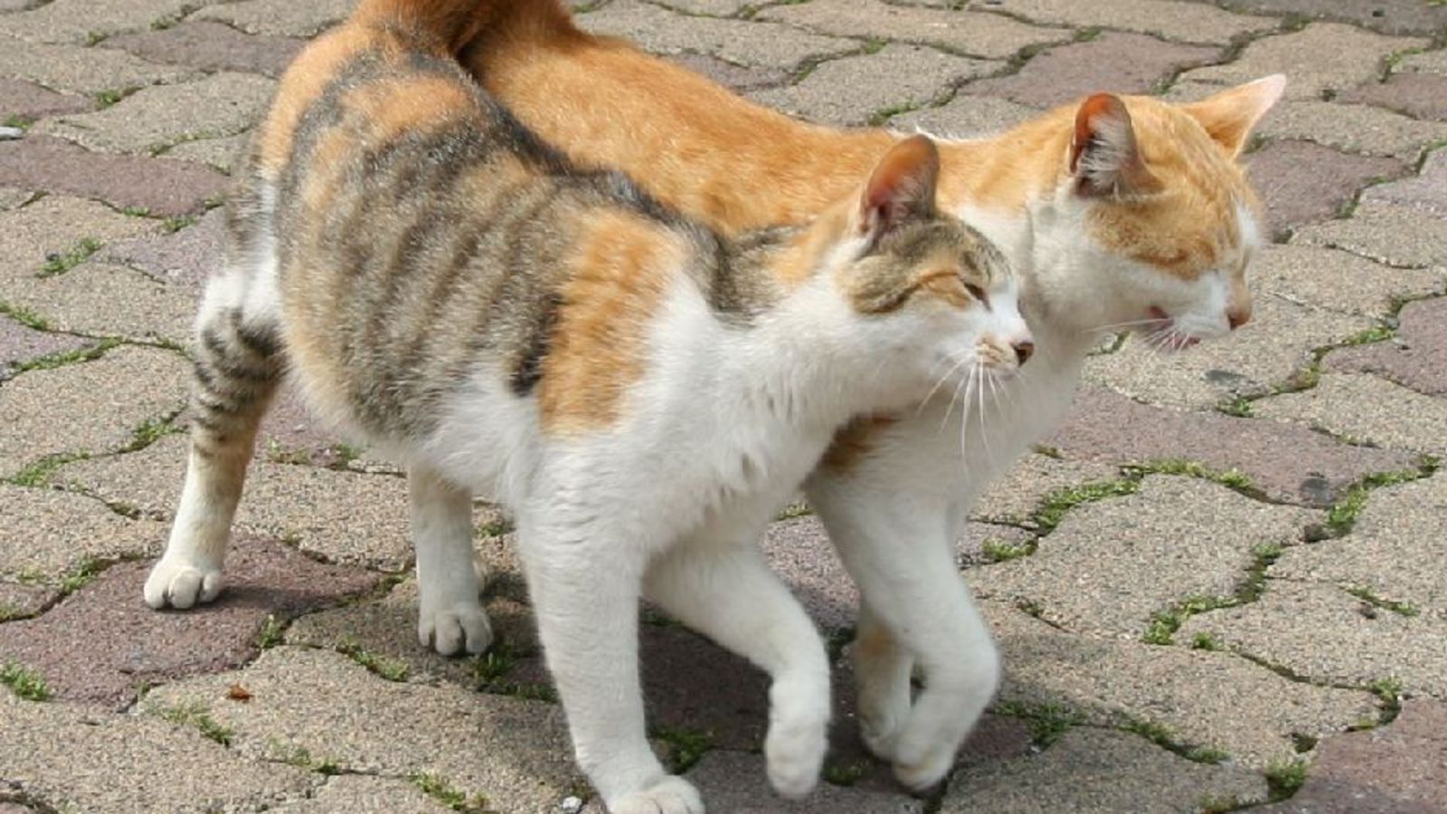 Коты хвосты сердечком