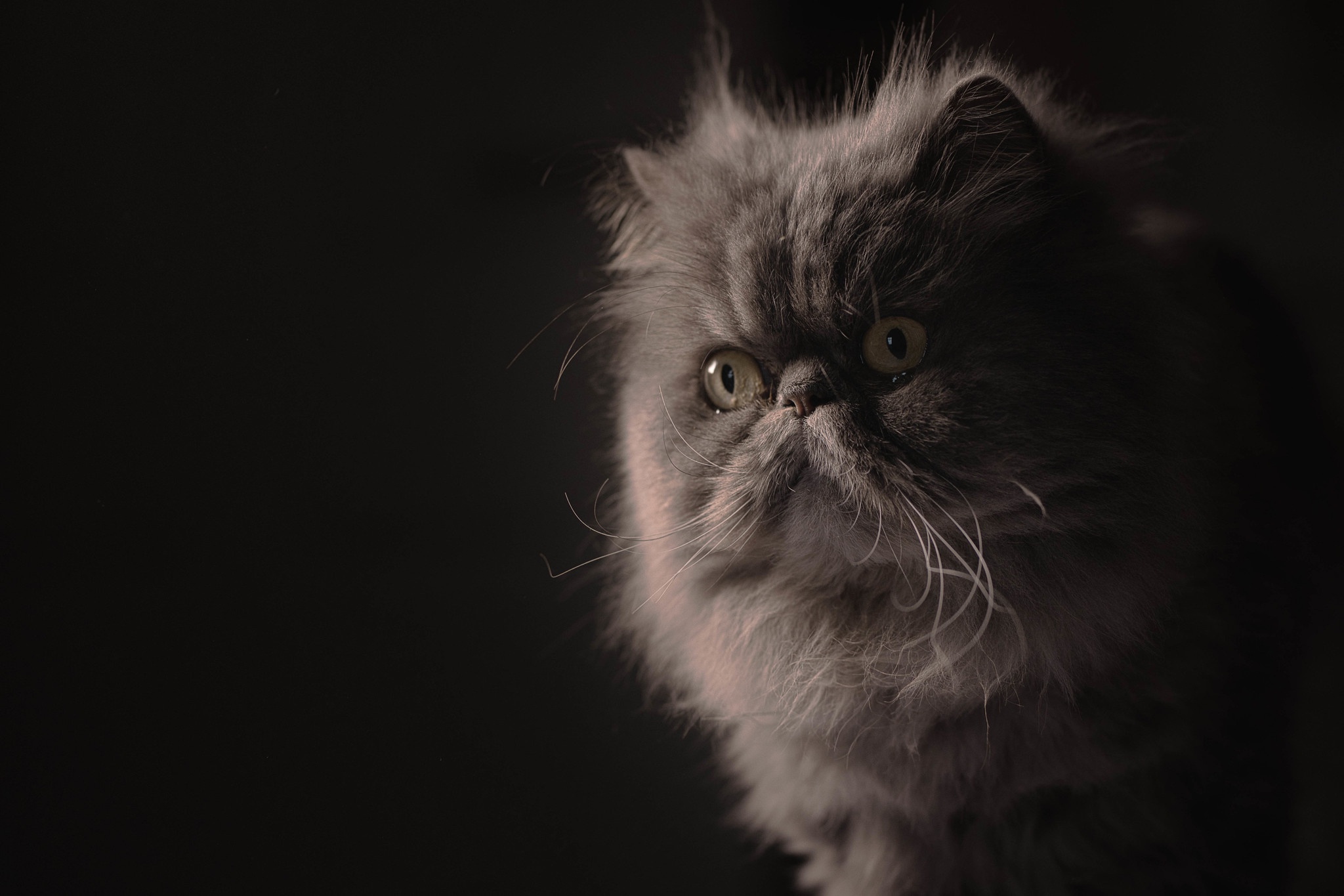 Персидская кошка на черном фоне