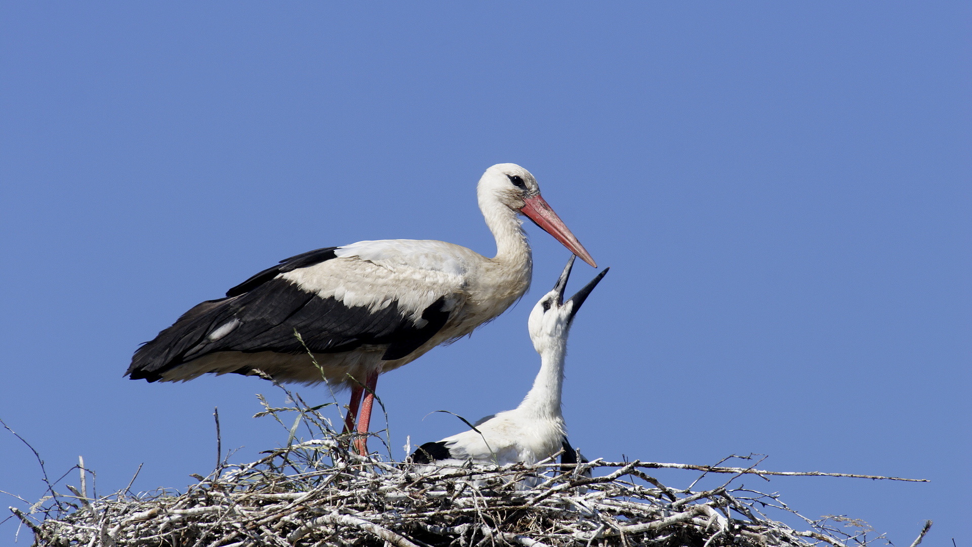 animal, white stork, birds images