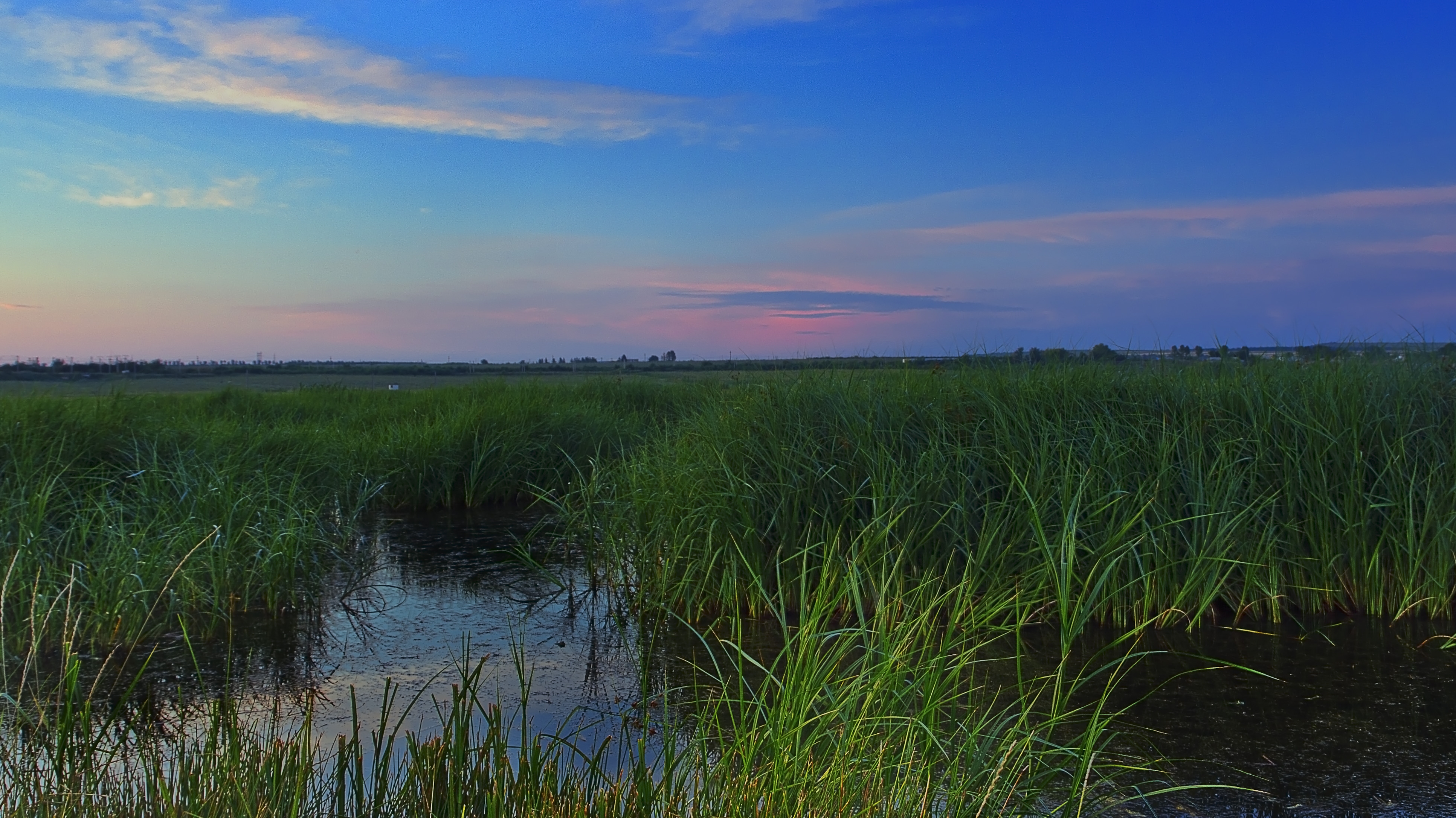 Laden Sie das Swamp, Grass, Natur-Bild kostenlos auf Ihren PC-Desktop herunter