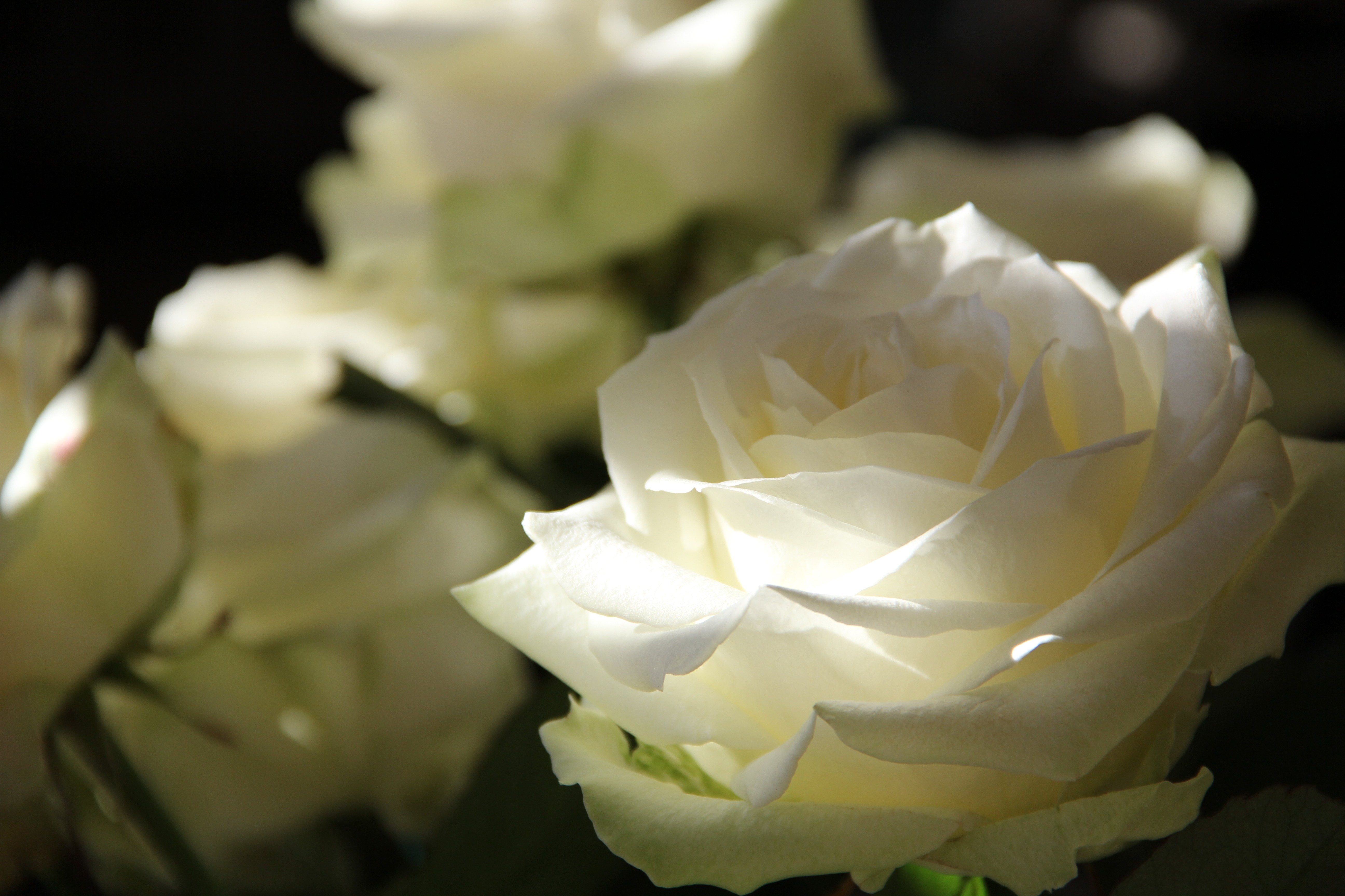 Лепестками белых роз. Белые розы. Необычные белые розы. Очень красивые белые розы. Белые розы фото.