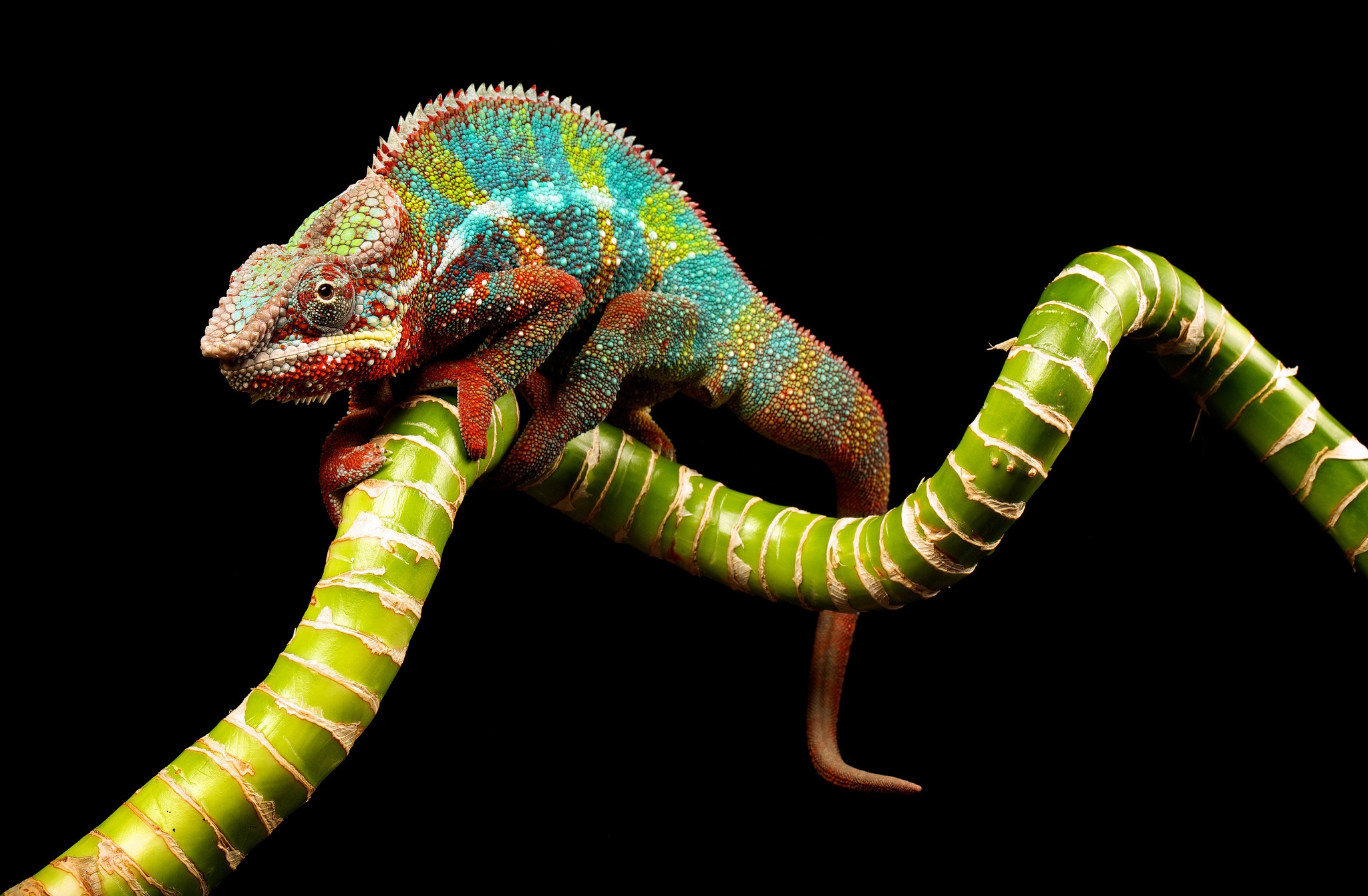 Download mobile wallpaper Chameleon, Reptile, Animals, Branch, Color for free.