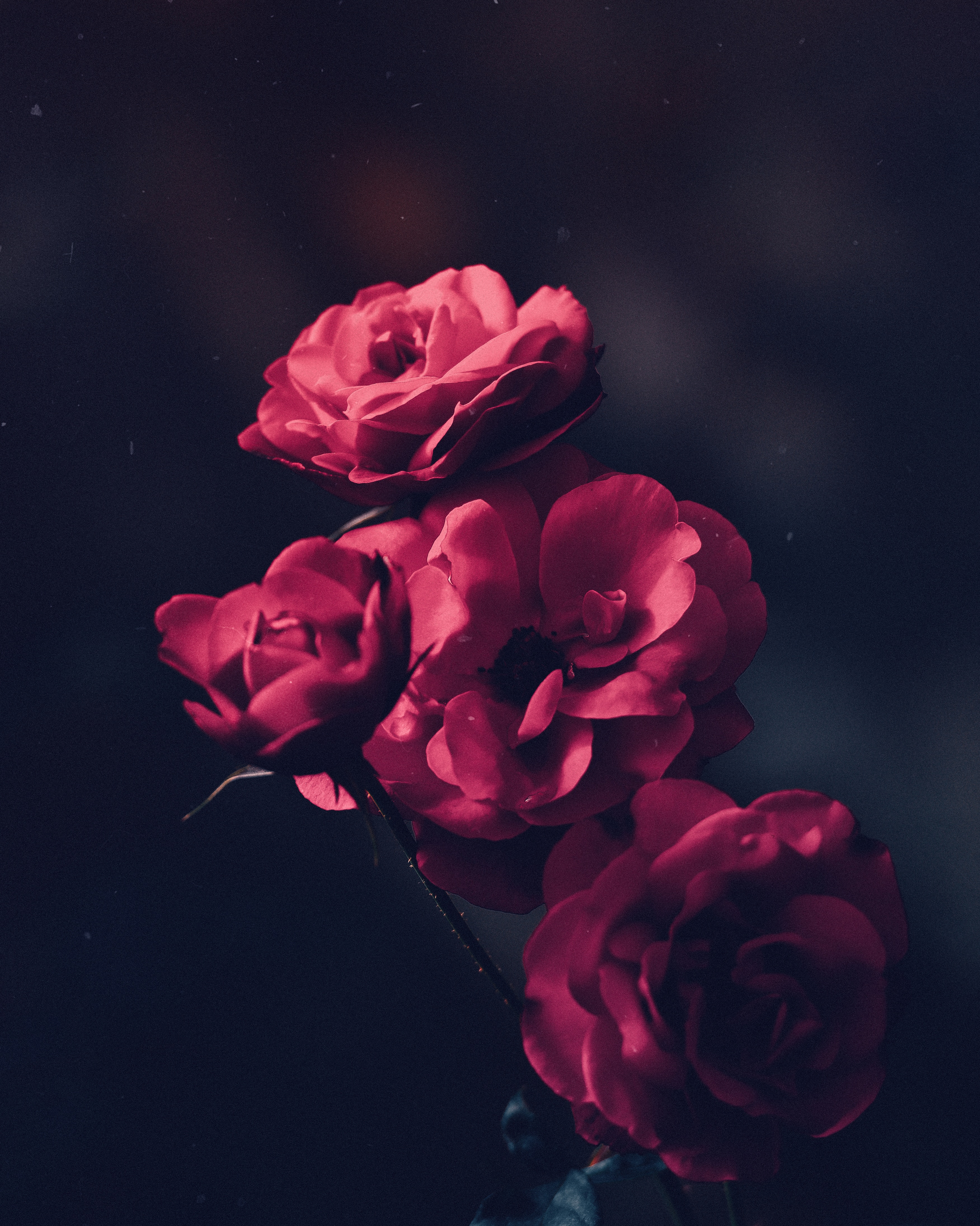 pink, roses, bush, flowers, bloom, flowering, buds phone background