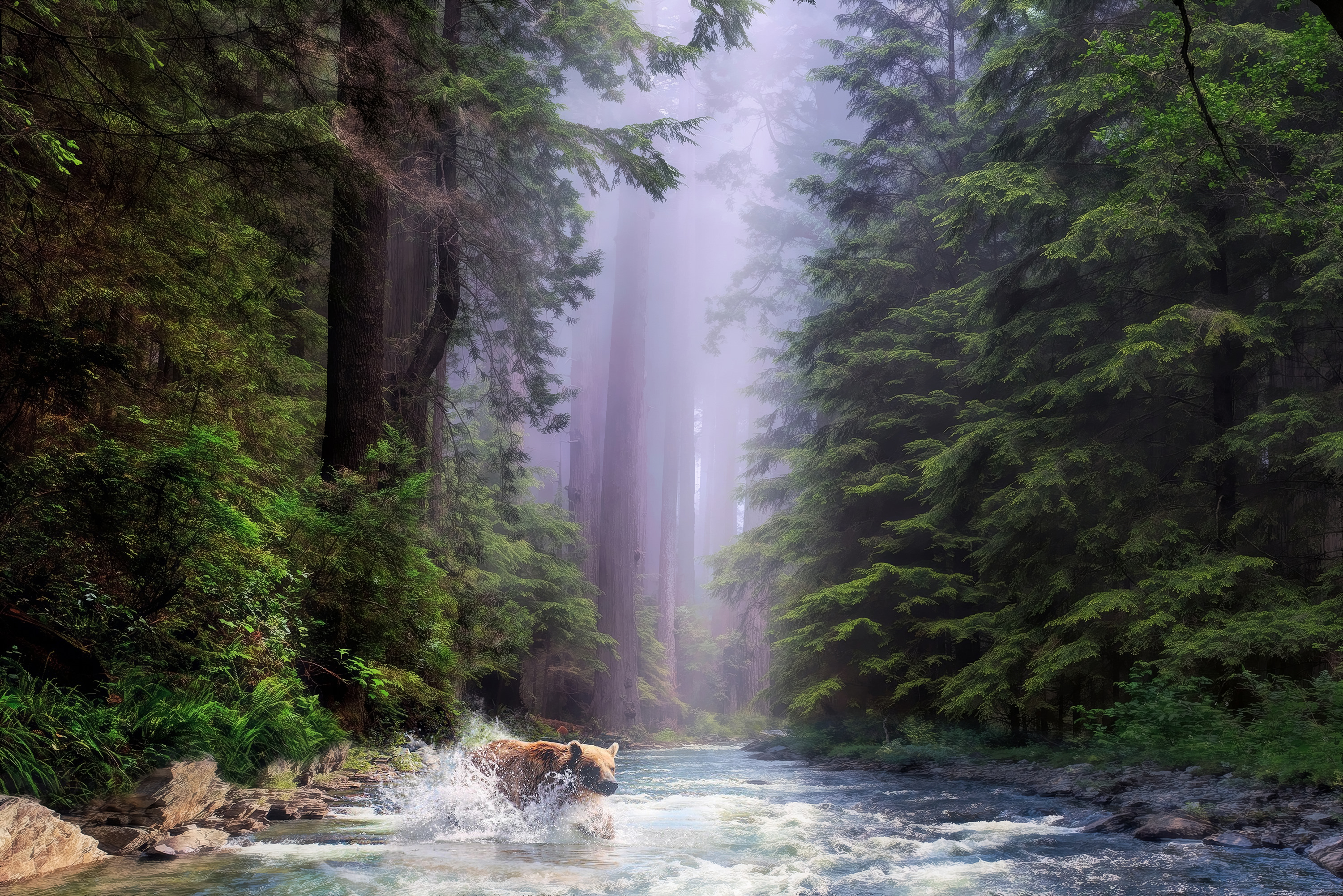 animal, bear, forest, grizzly bear, nature, river, bears