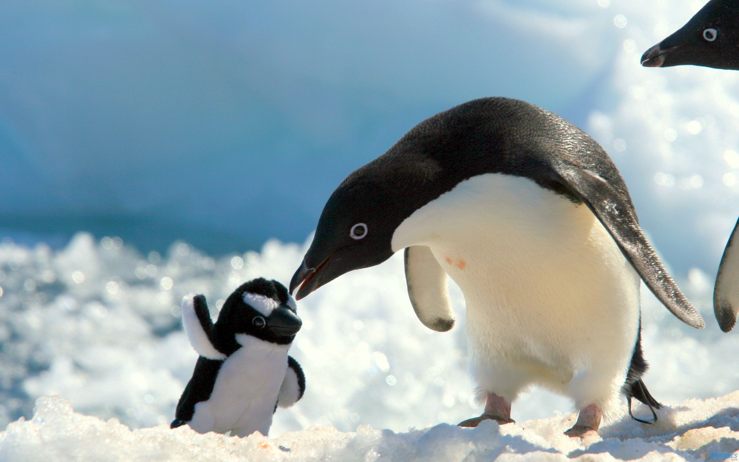 Descarga gratuita de fondo de pantalla para móvil de Animales, Nieve, Joven, Joey, Cuidado, Pingüinos.