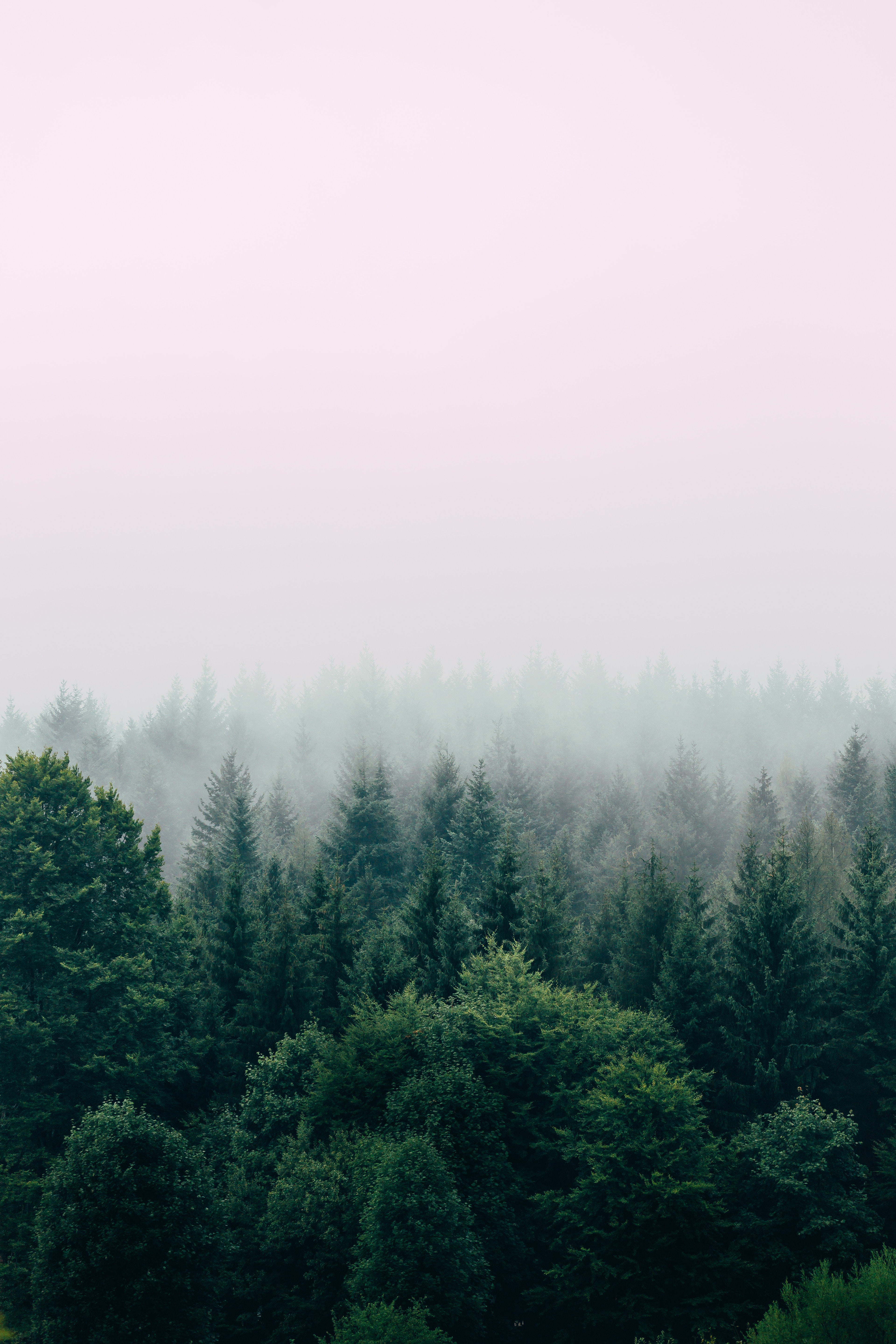 forest, fog, nature, trees, sky, view from above phone wallpaper
