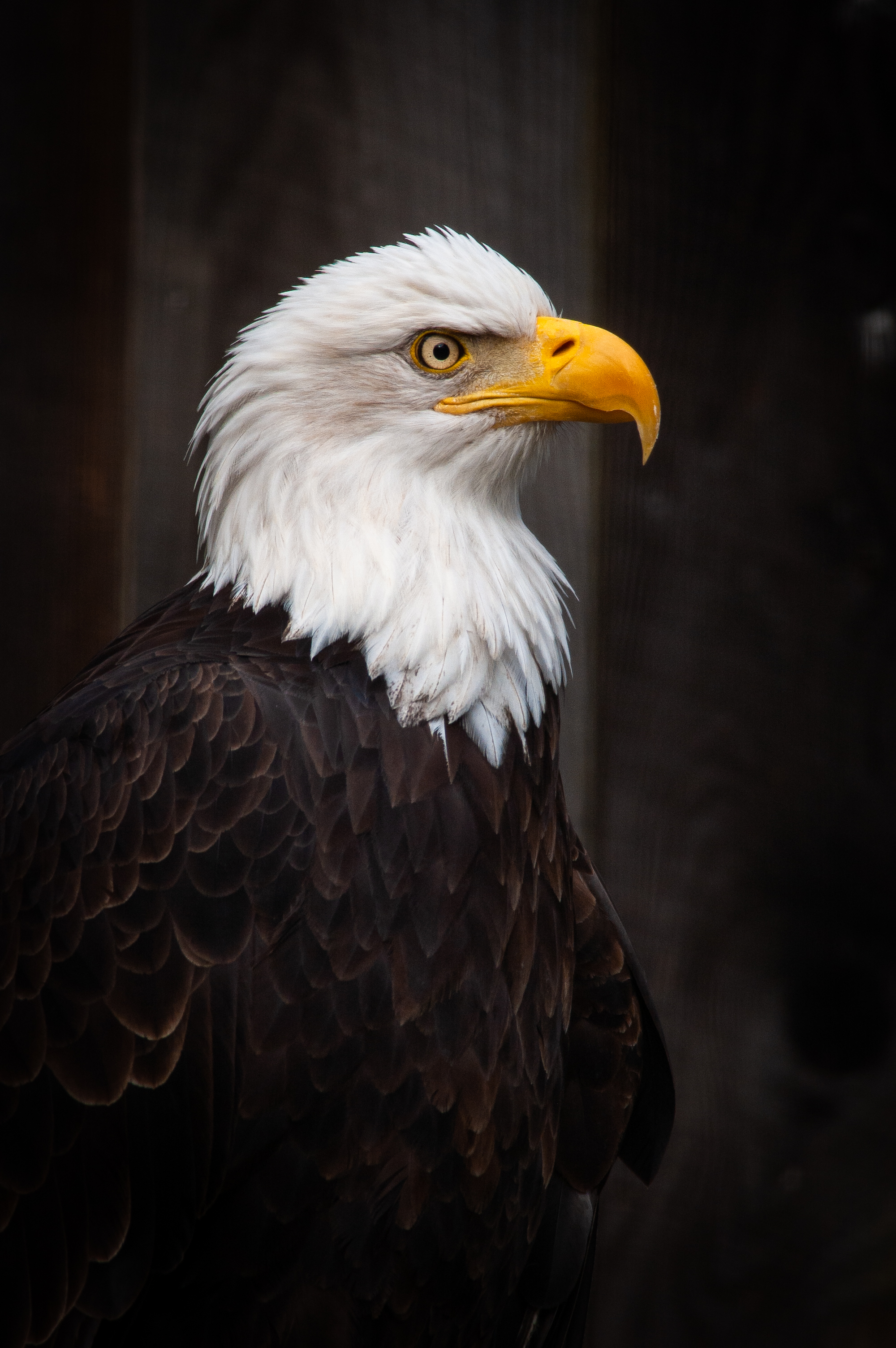 eagle, predator, animals, feather, bird, beak Free Stock Photo
