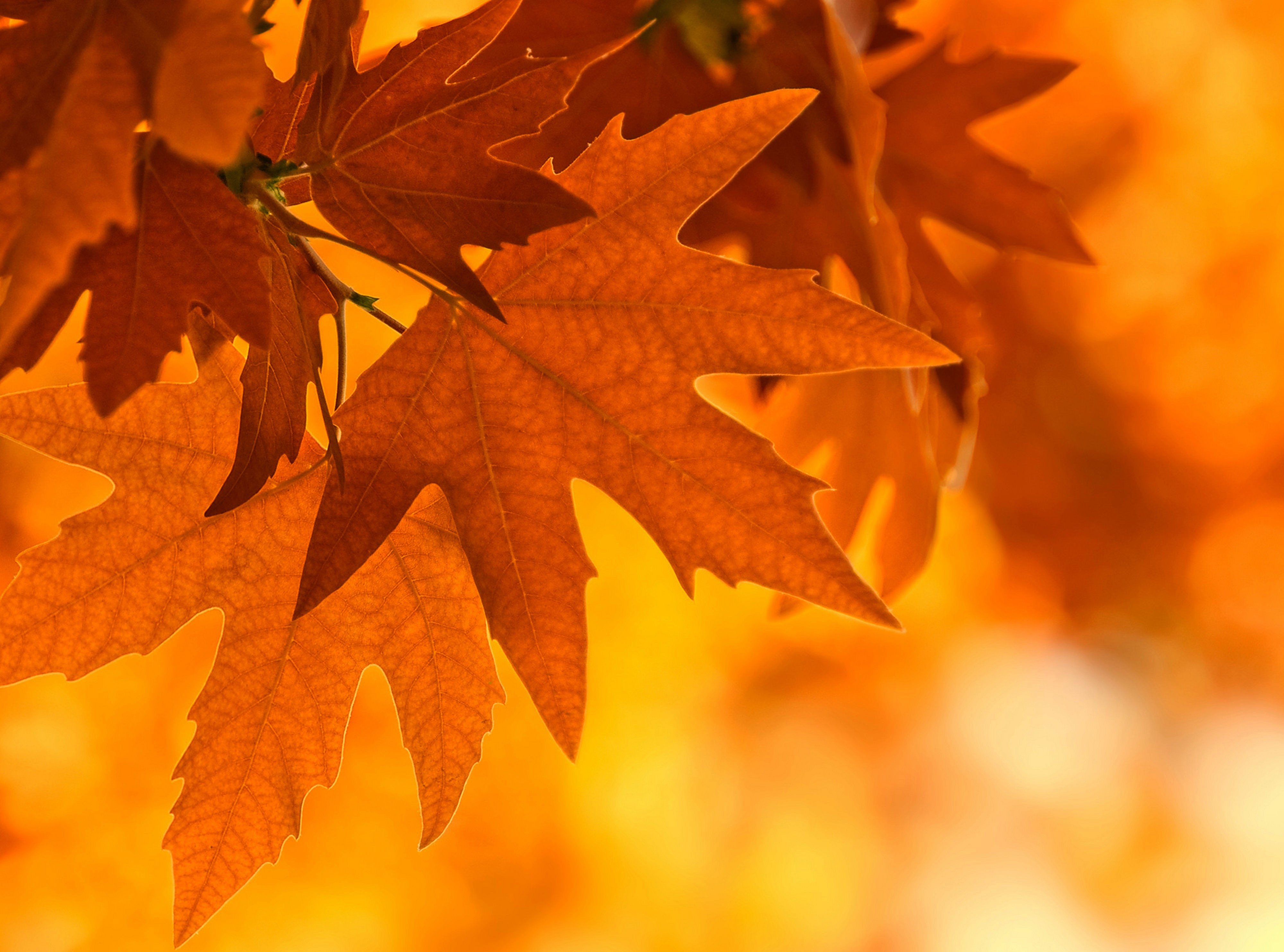 Лист осенний золотист. Осенние листья. Осень кленовые листья. Осенний кленовый лист. Оранжевый лист.