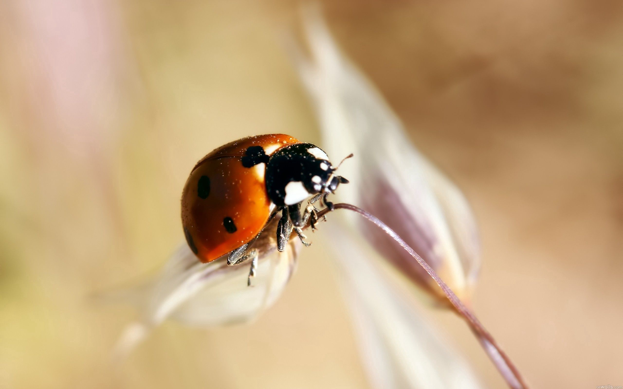 111292 Hintergrundbilder und Ladybird Bilder auf dem Desktop. Laden Sie  Bildschirmschoner kostenlos auf den PC herunter