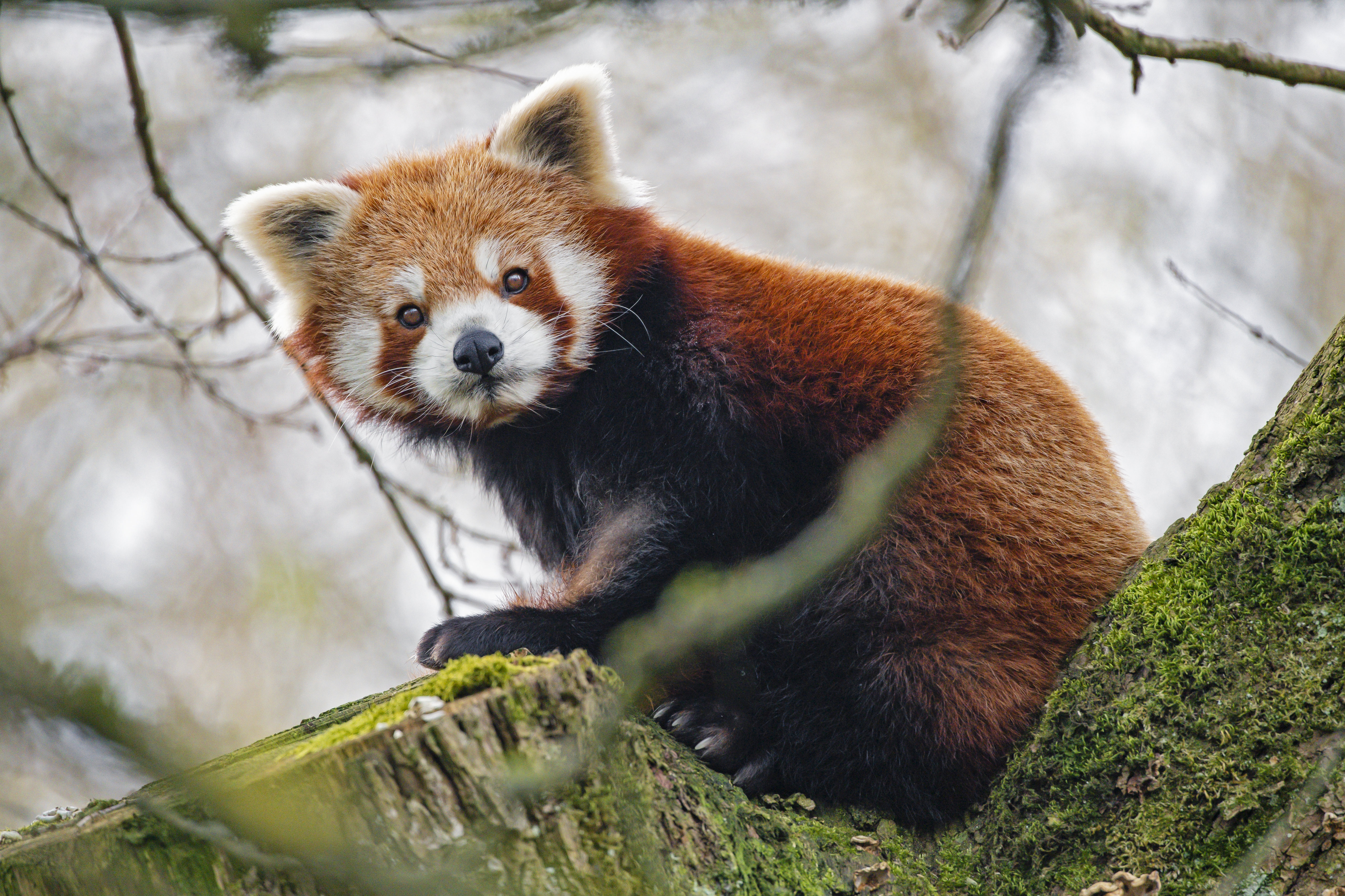 Laden Sie das Panda, Sicht, Meinung, Tier, Roter Panda, Tiere-Bild kostenlos auf Ihren PC-Desktop herunter