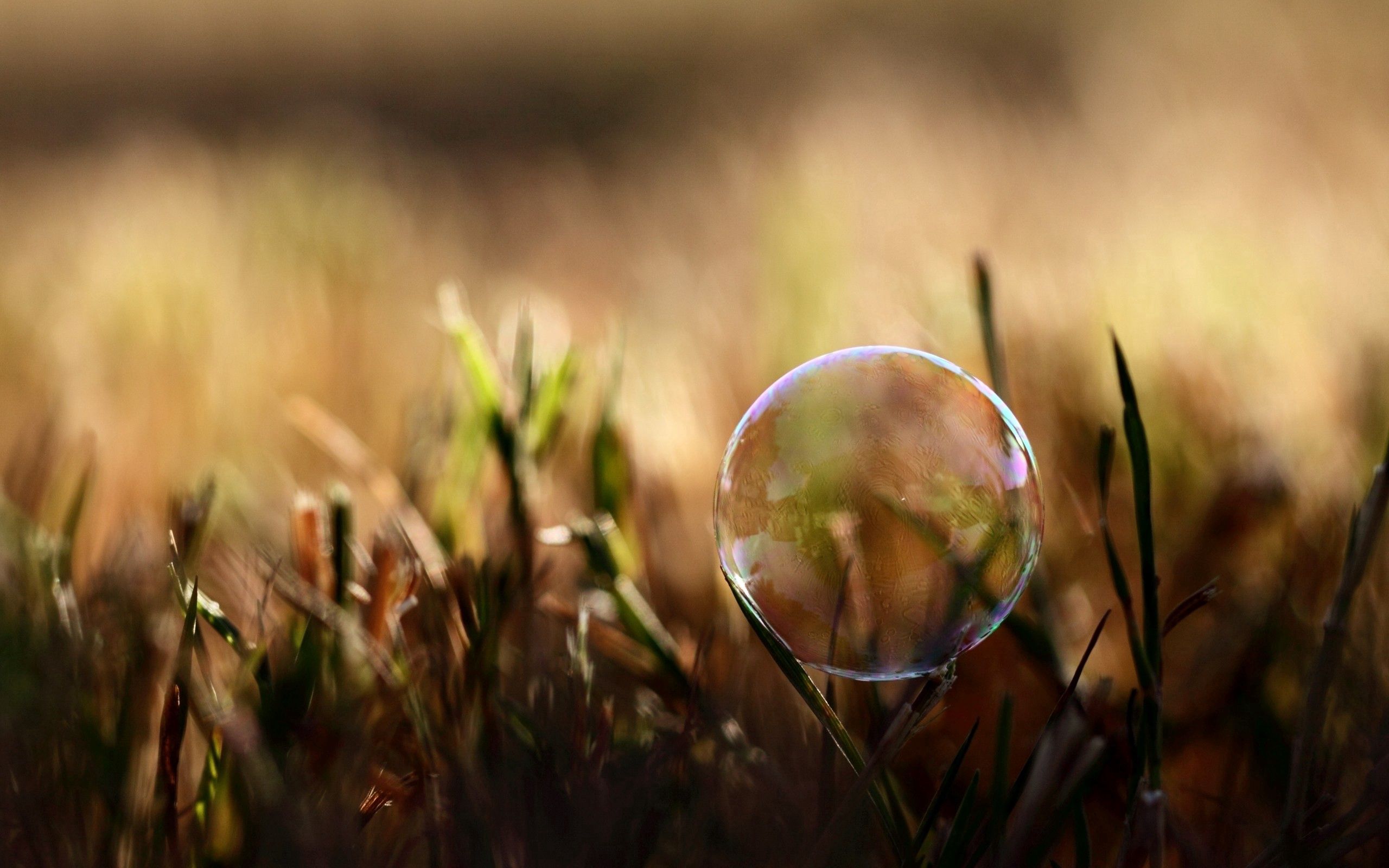 grass, macro, glare, moisture, bubble