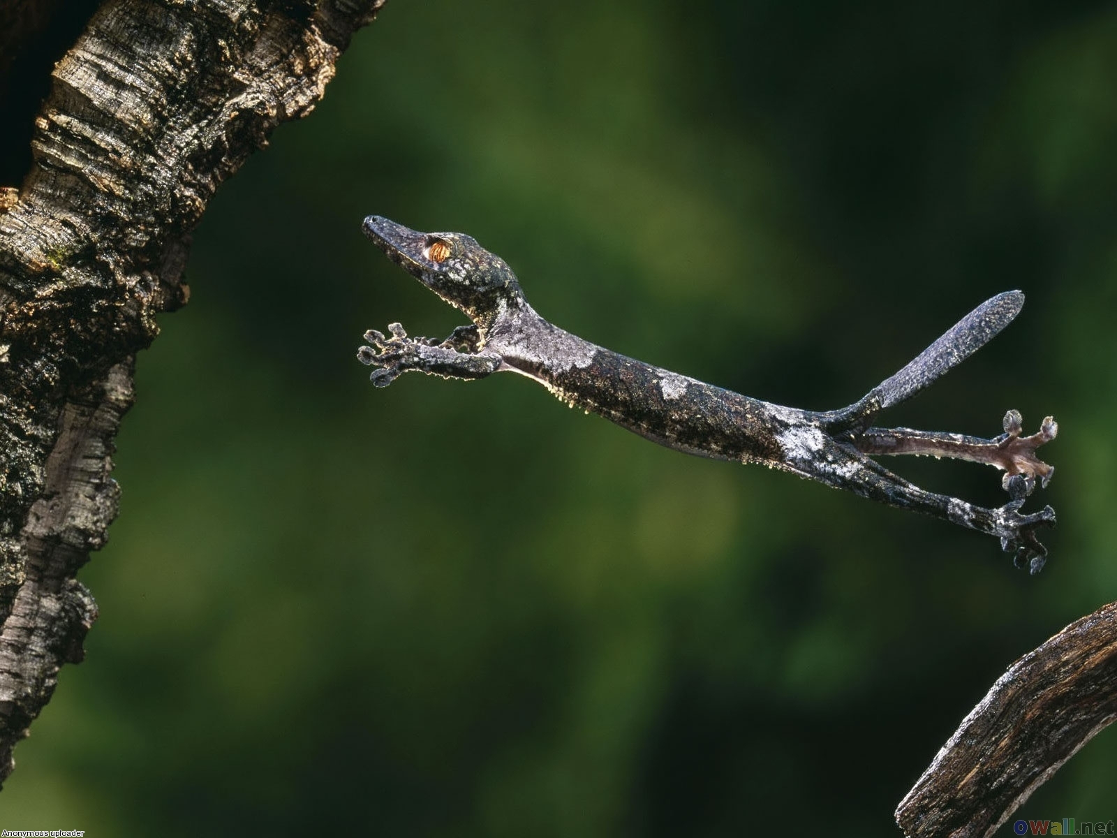 vertical wallpaper animal, gecko