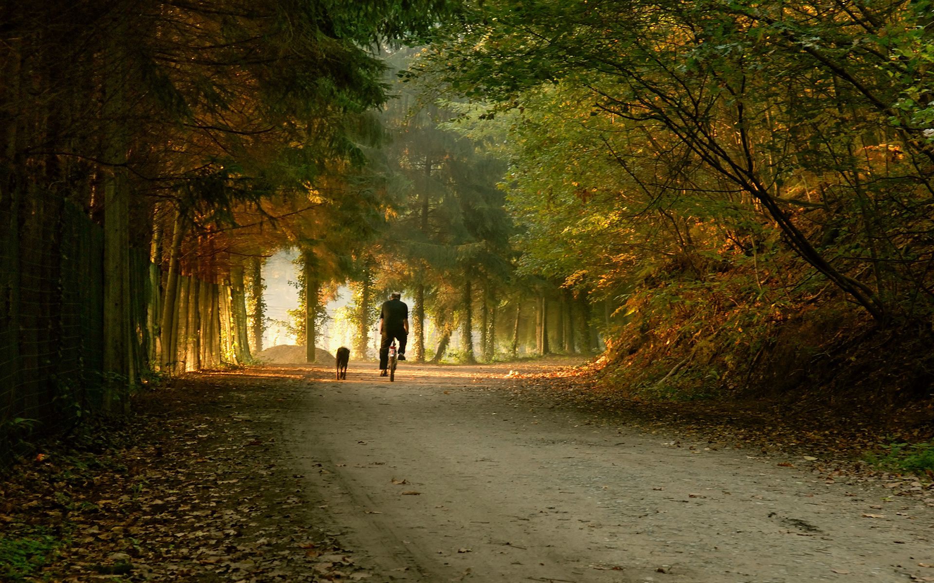 trees, autumn, miscellanea, miscellaneous, park, bicycle, ride