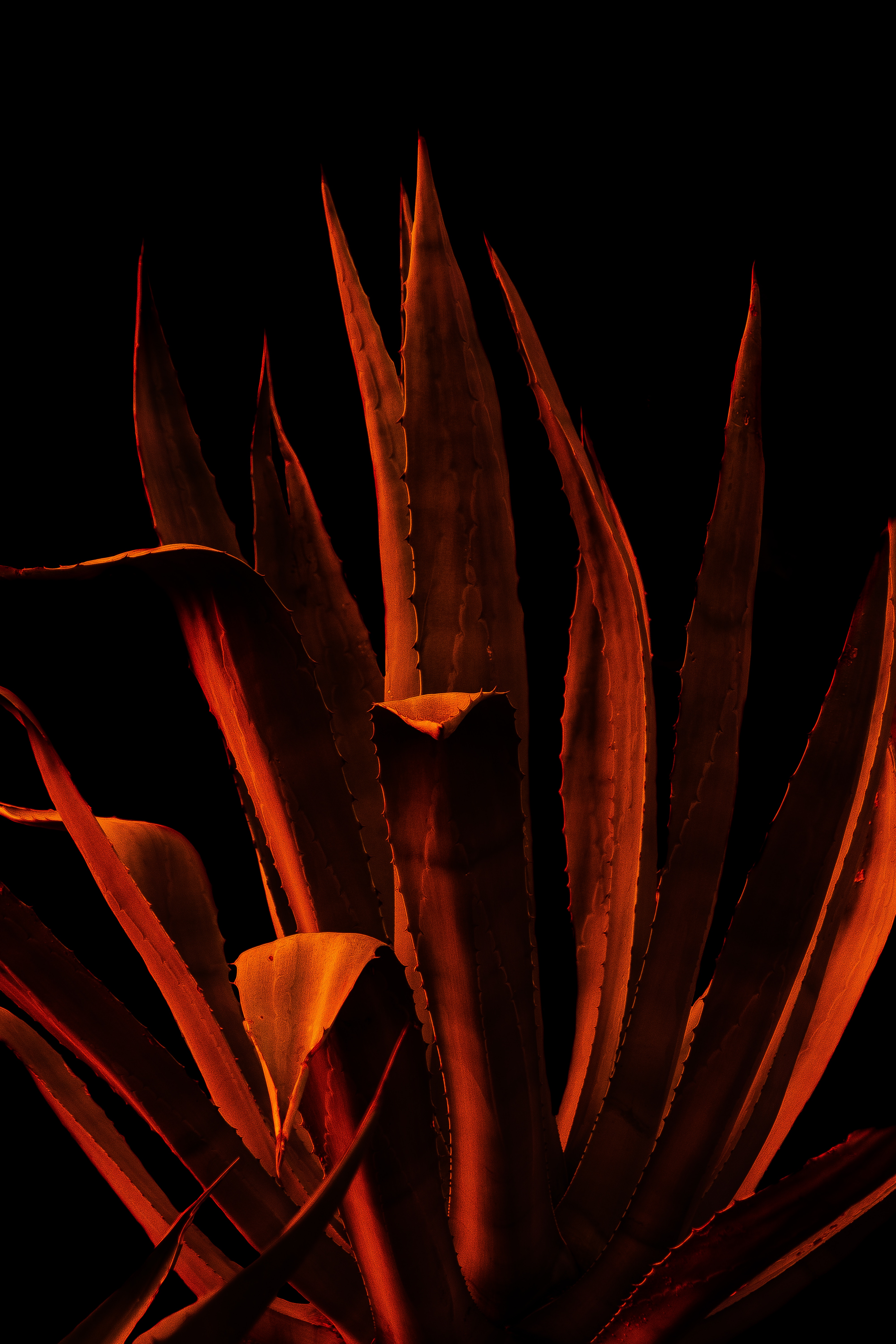 photoshop, leaves, plant, macro, thorns, prickles iphone wallpaper