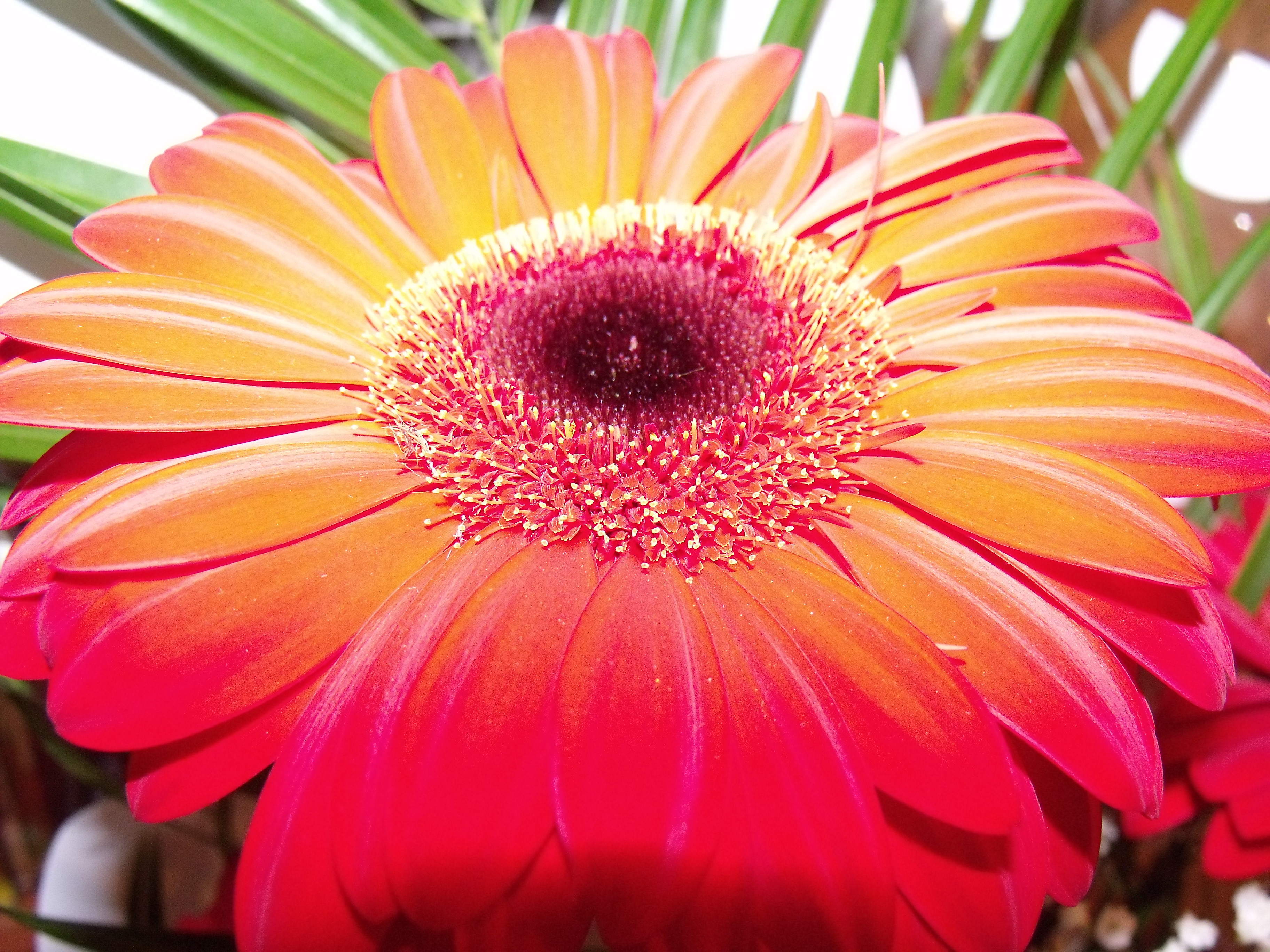 android earth, gerbera, flowers