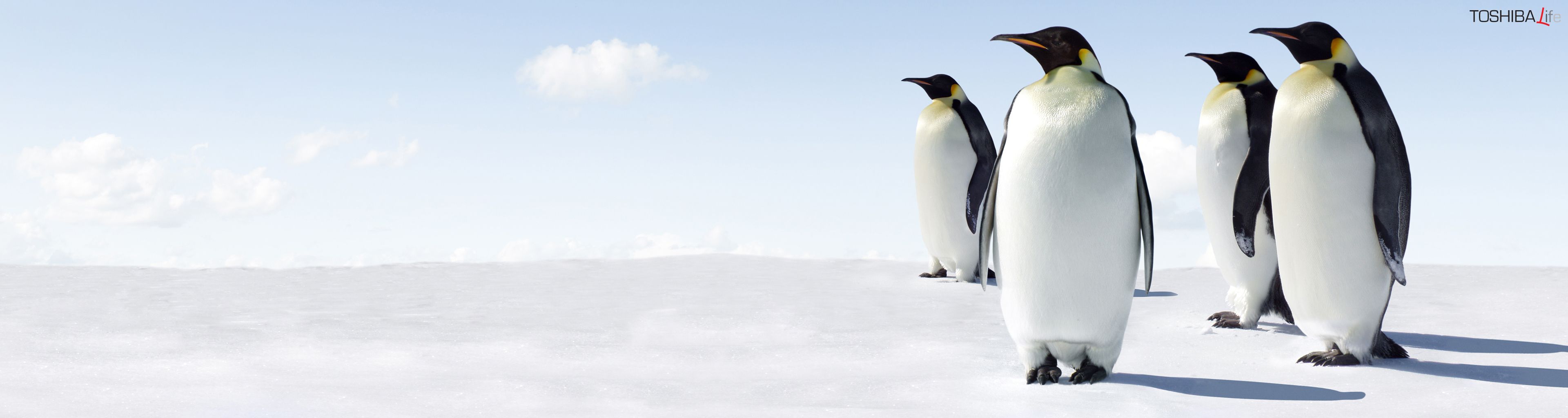 166968 descargar fondo de pantalla animales, pingüino, aves: protectores de pantalla e imágenes gratis