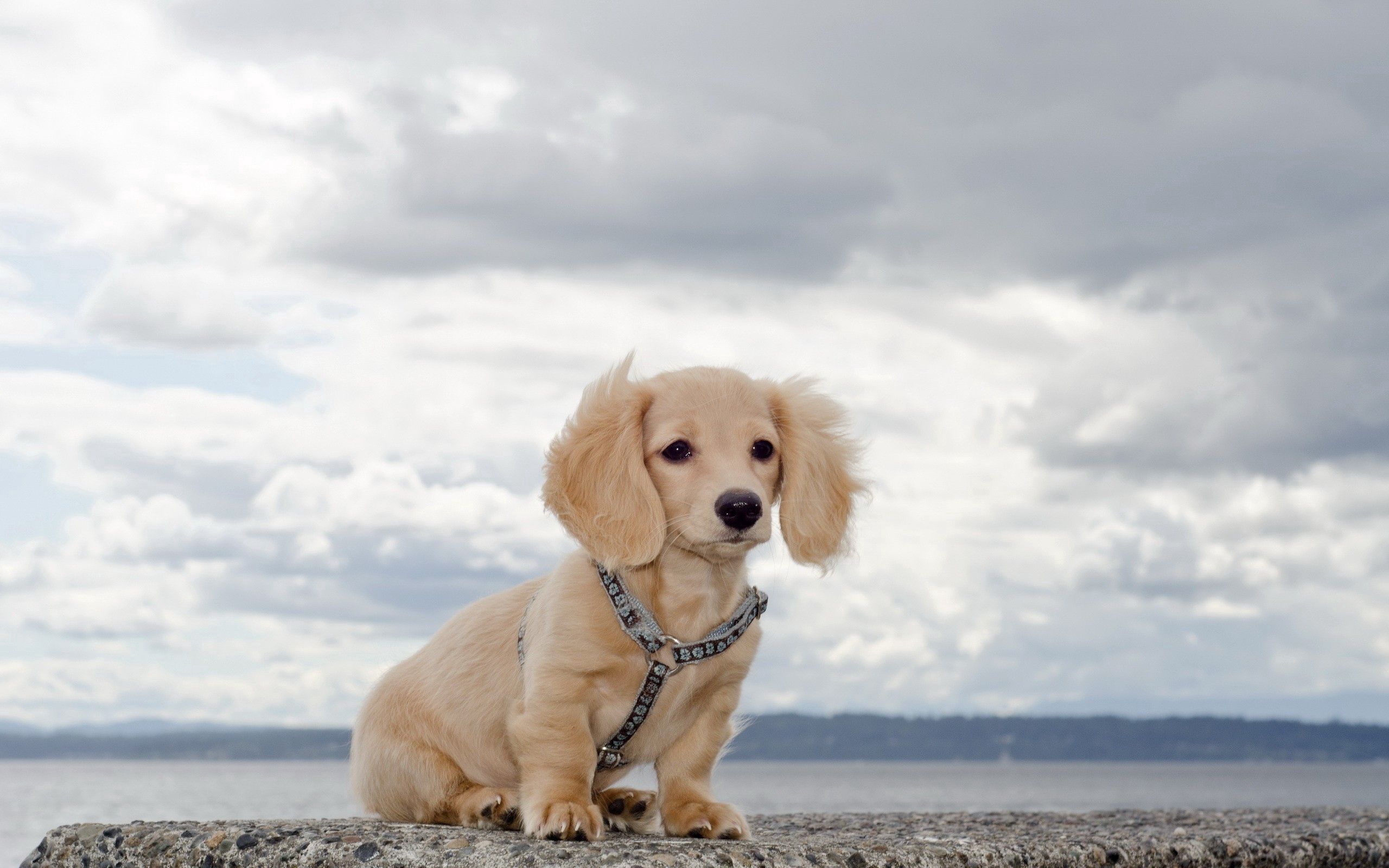 animals, sky, puppy, collar, expectation, waiting for android