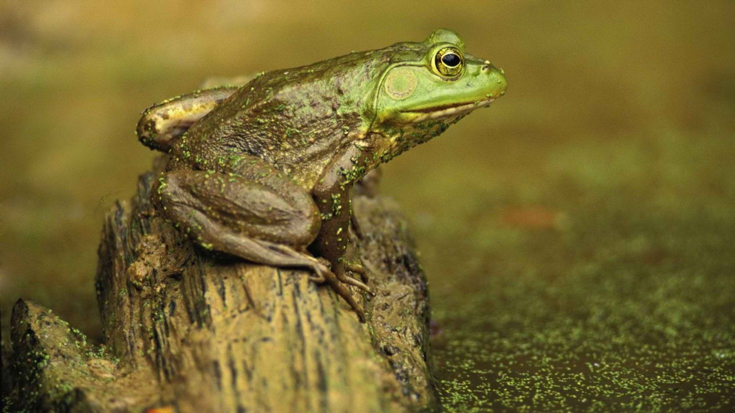 Elephant frog. Лягушка Болотная. Зеленушка лягушка. Лягушка зеленая Болотная. Обыкновенная Болотная лягушка.