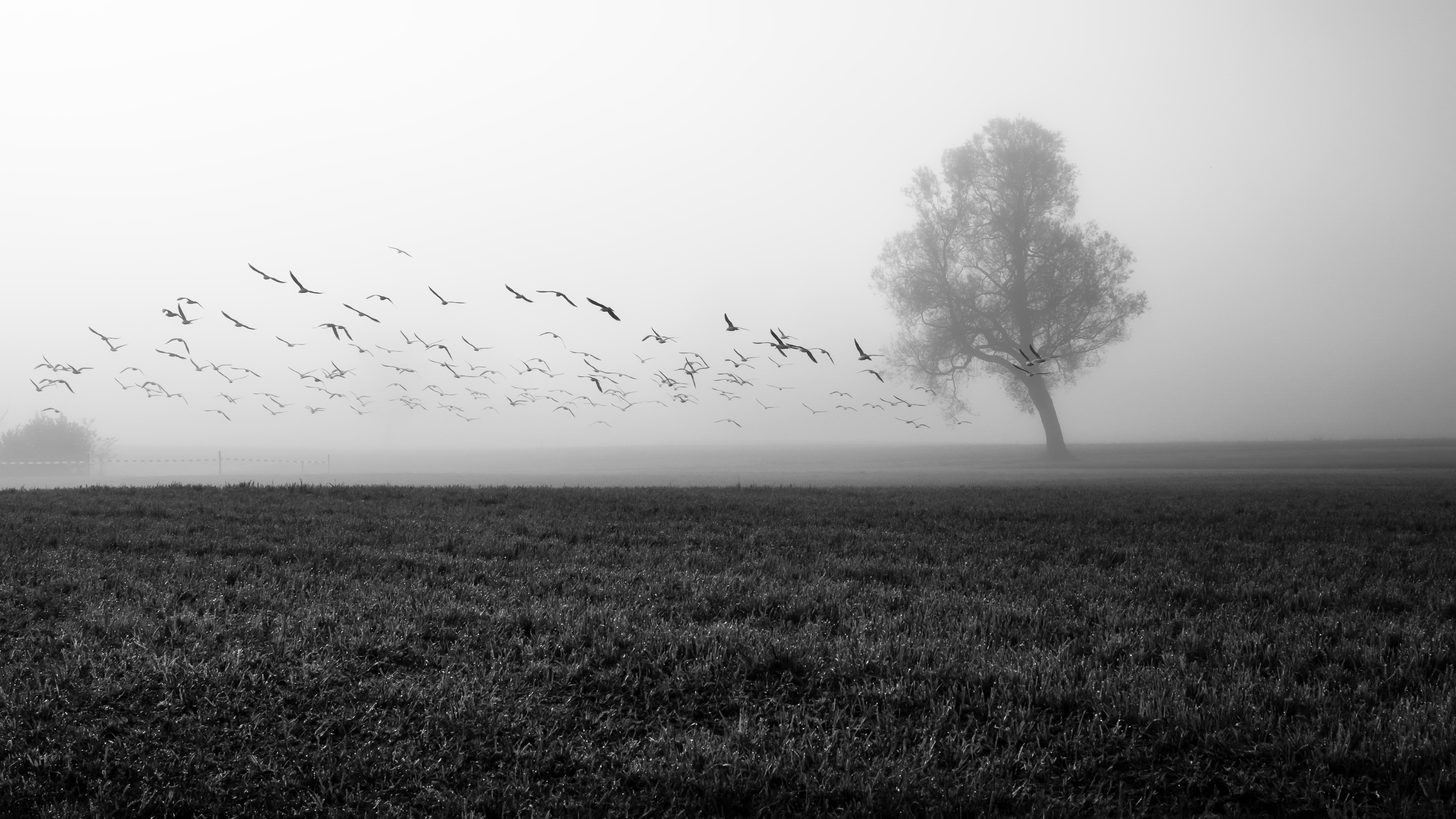 earth, fog, black & white, field, flock of birds, lonely tree, nature, tree 8K