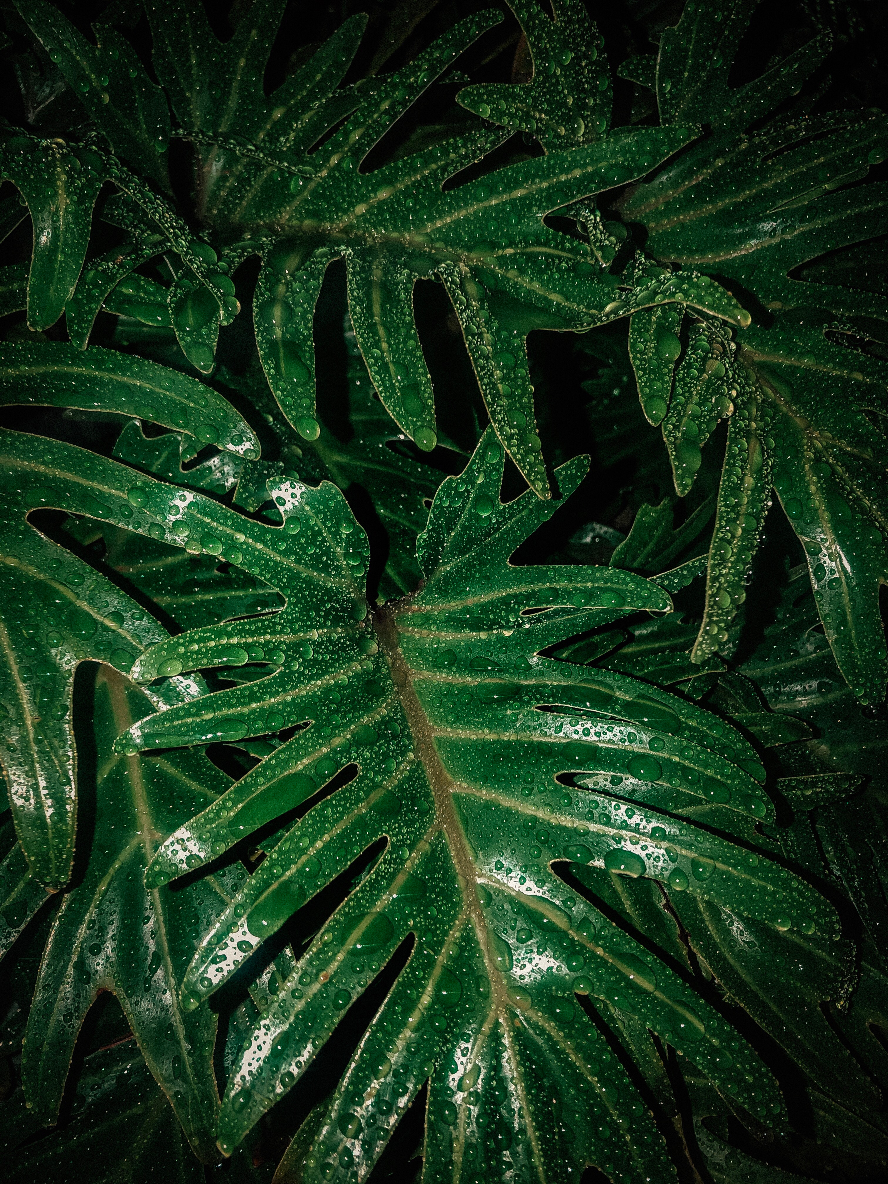 leaves, drops, green, macro, wet, moisture, humid