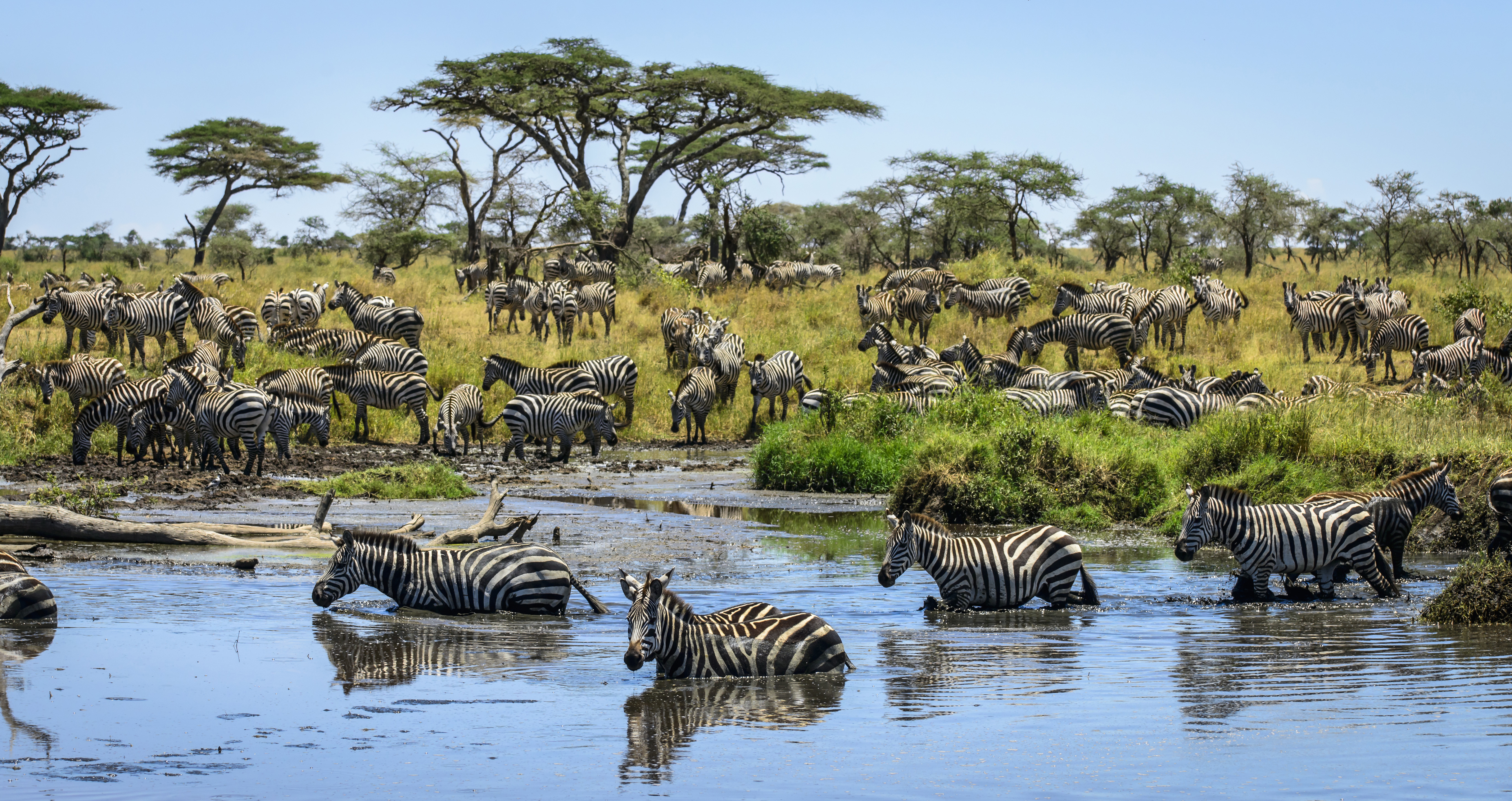 Национальный парк Серенгети миграция зебр